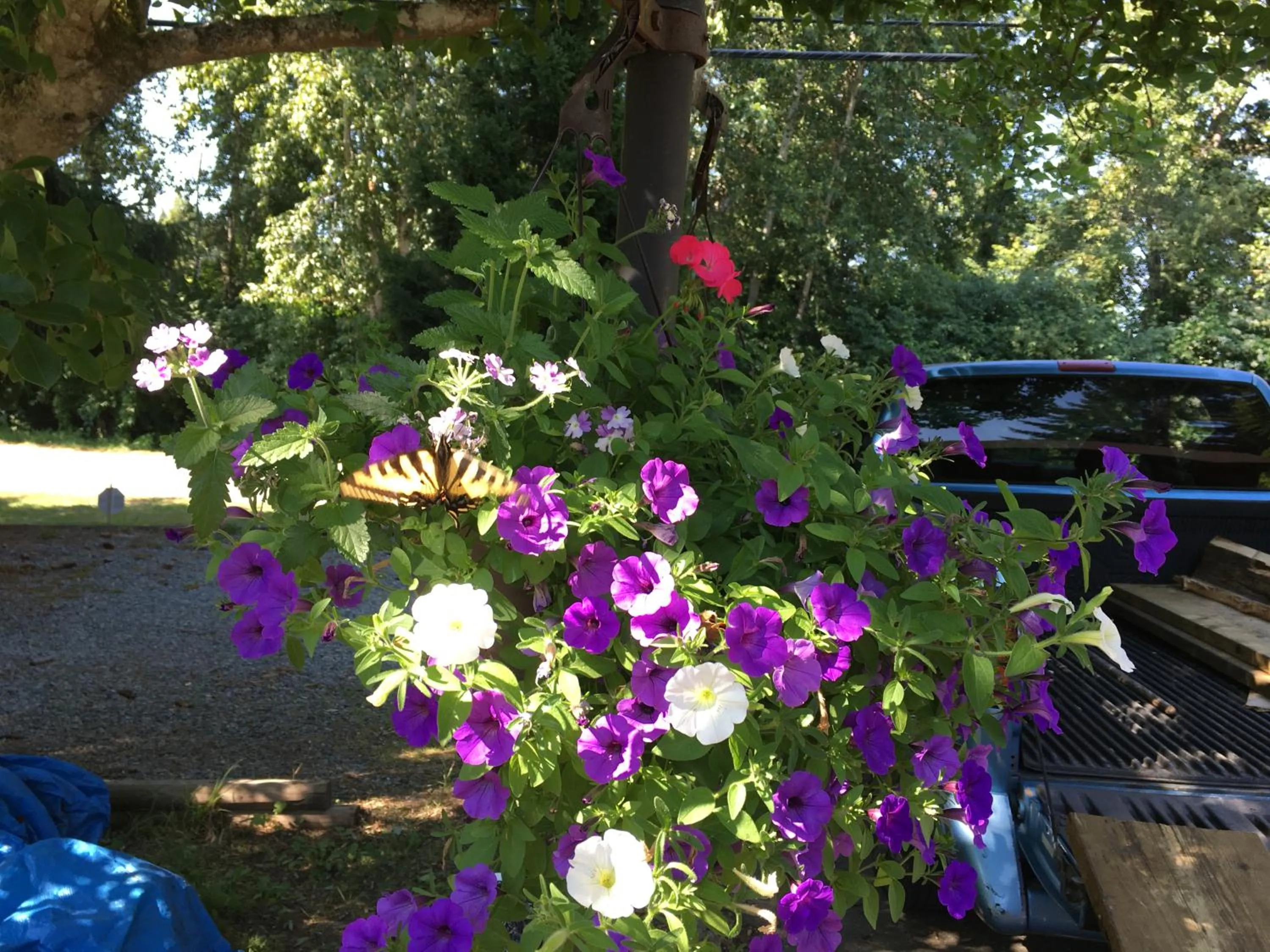 Garden in Coles Bay Vacation Retreat