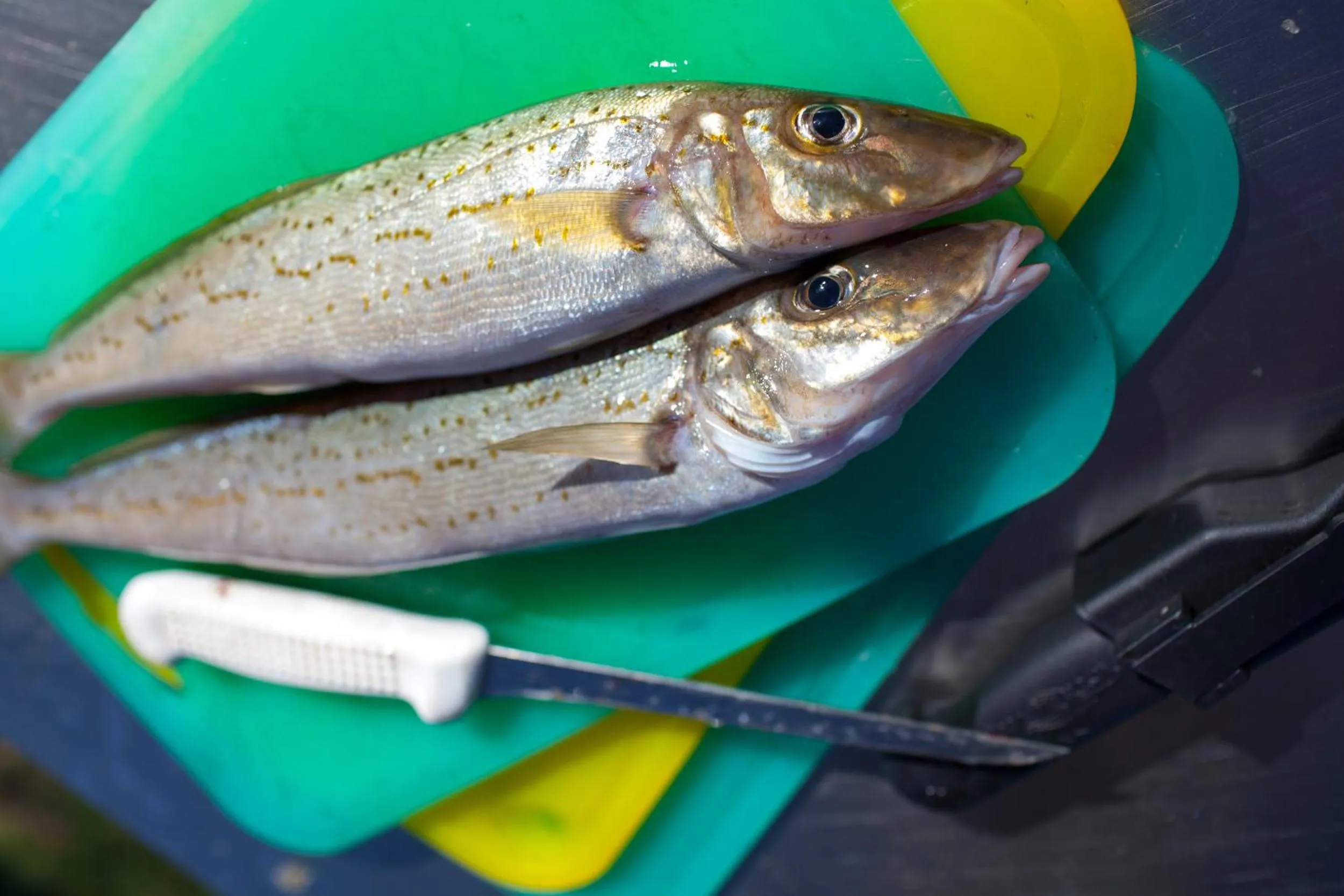 Animals in Modra's Apartments