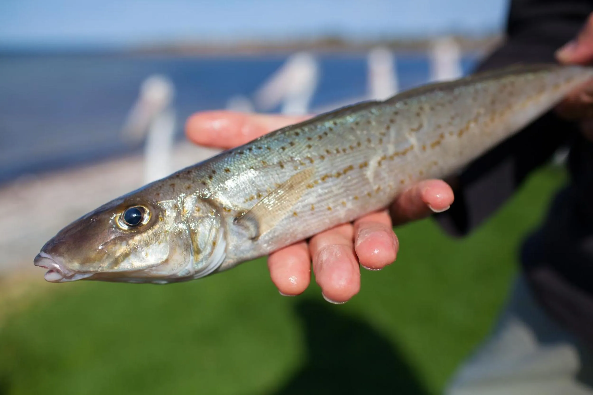 Animals in Modra's Apartments