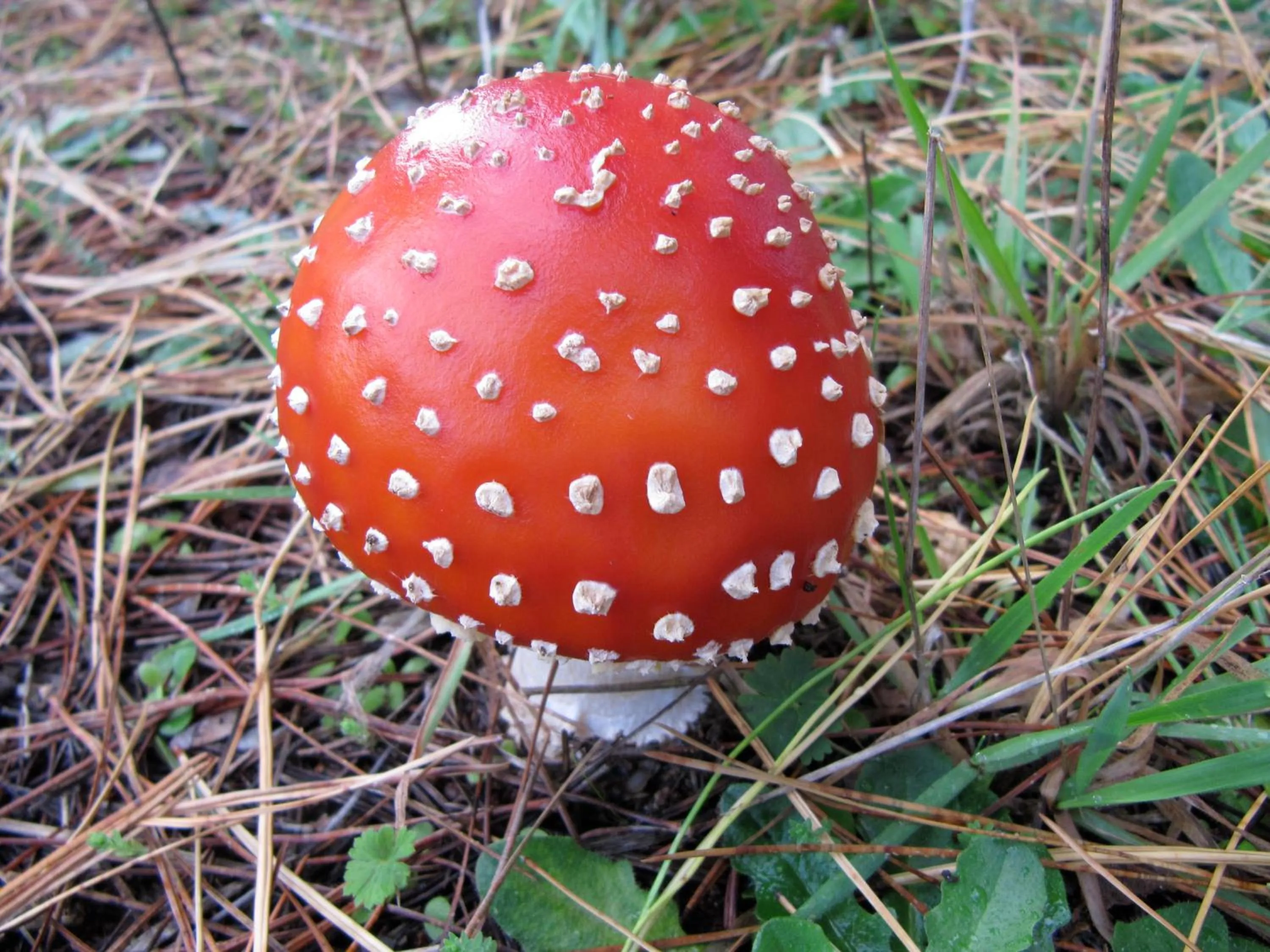 Garden in Llarrinda Bed & Breakfast