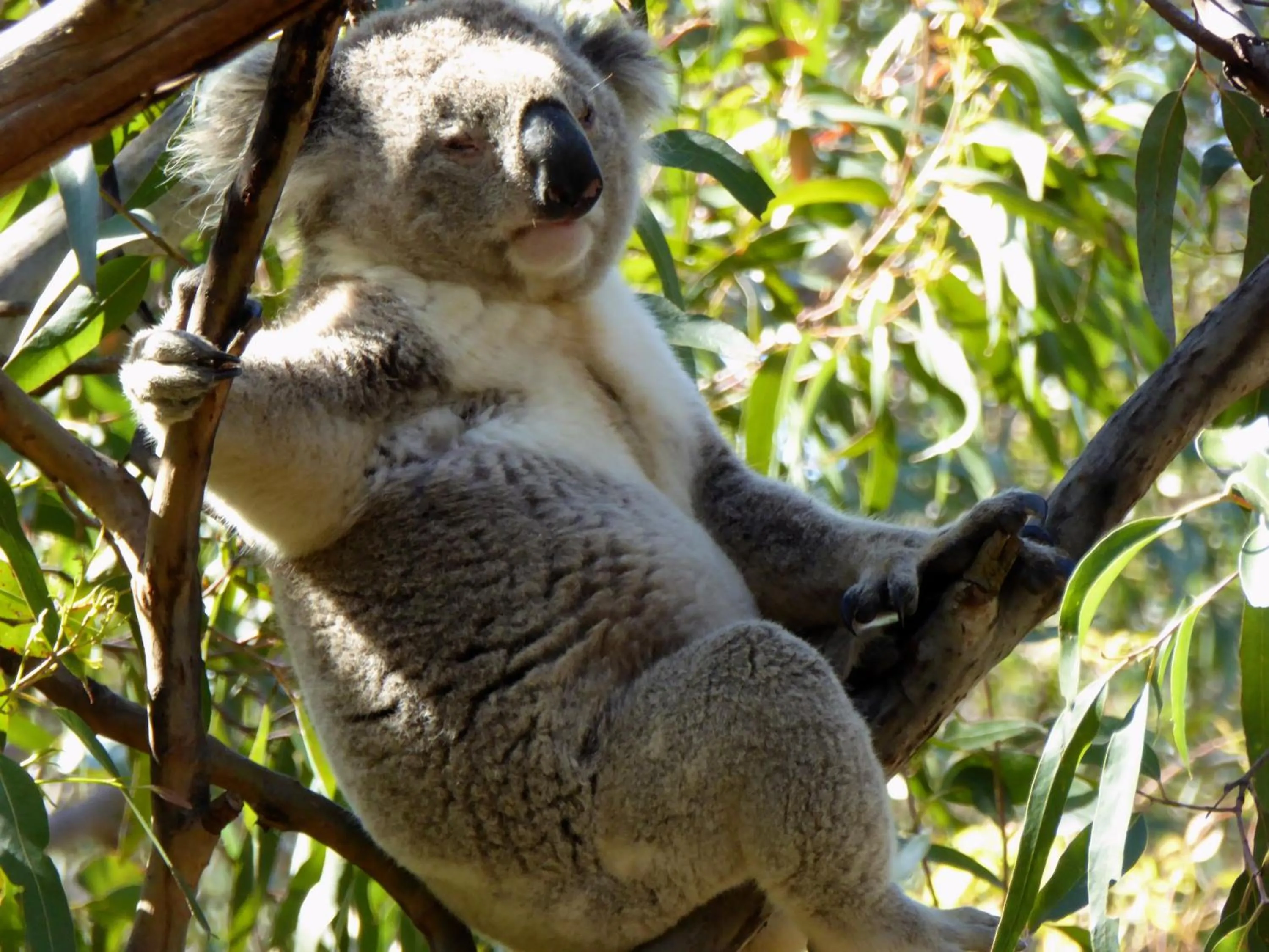 Animals in Llarrinda Bed & Breakfast