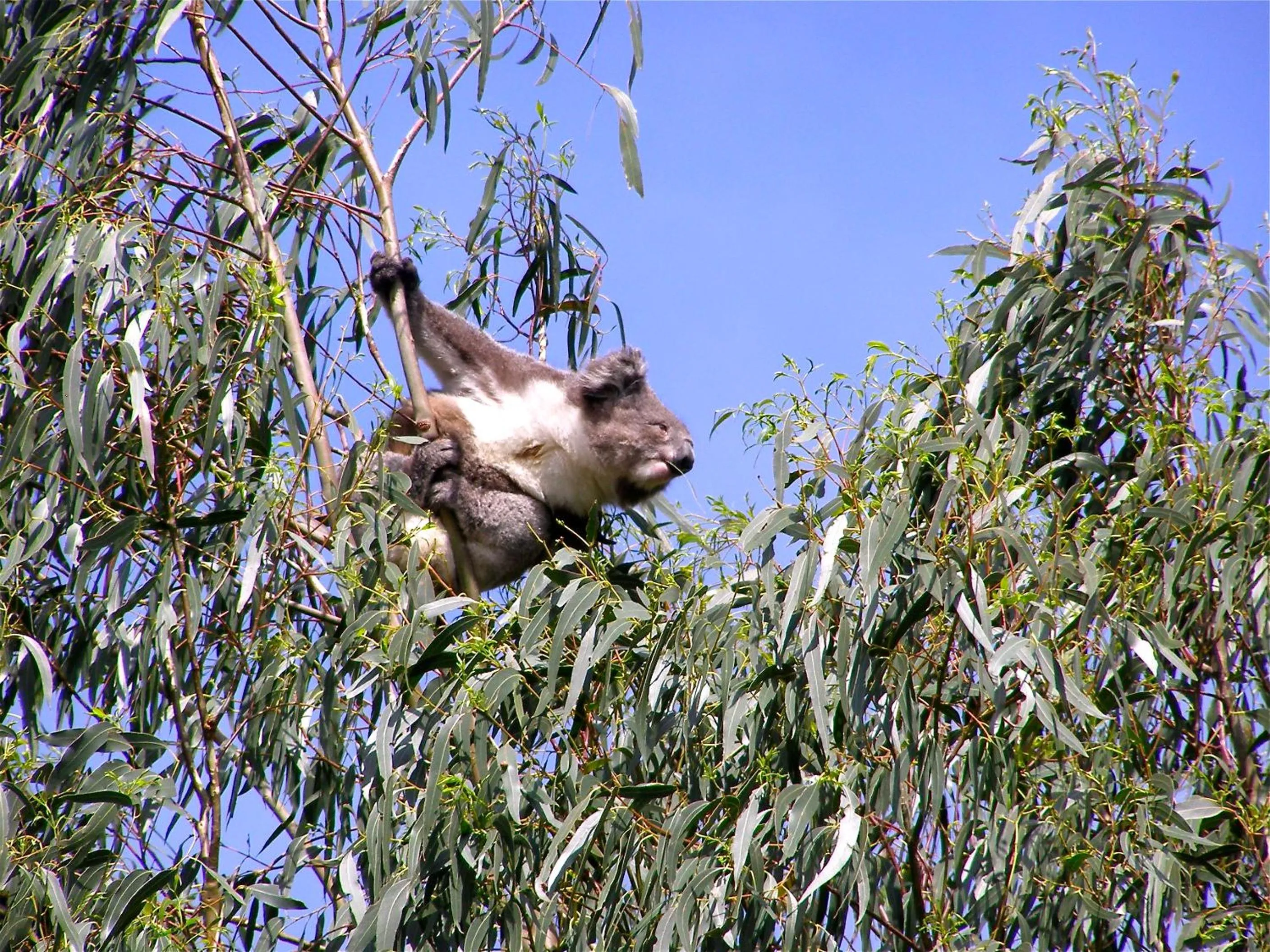 Animals in Llarrinda Bed & Breakfast