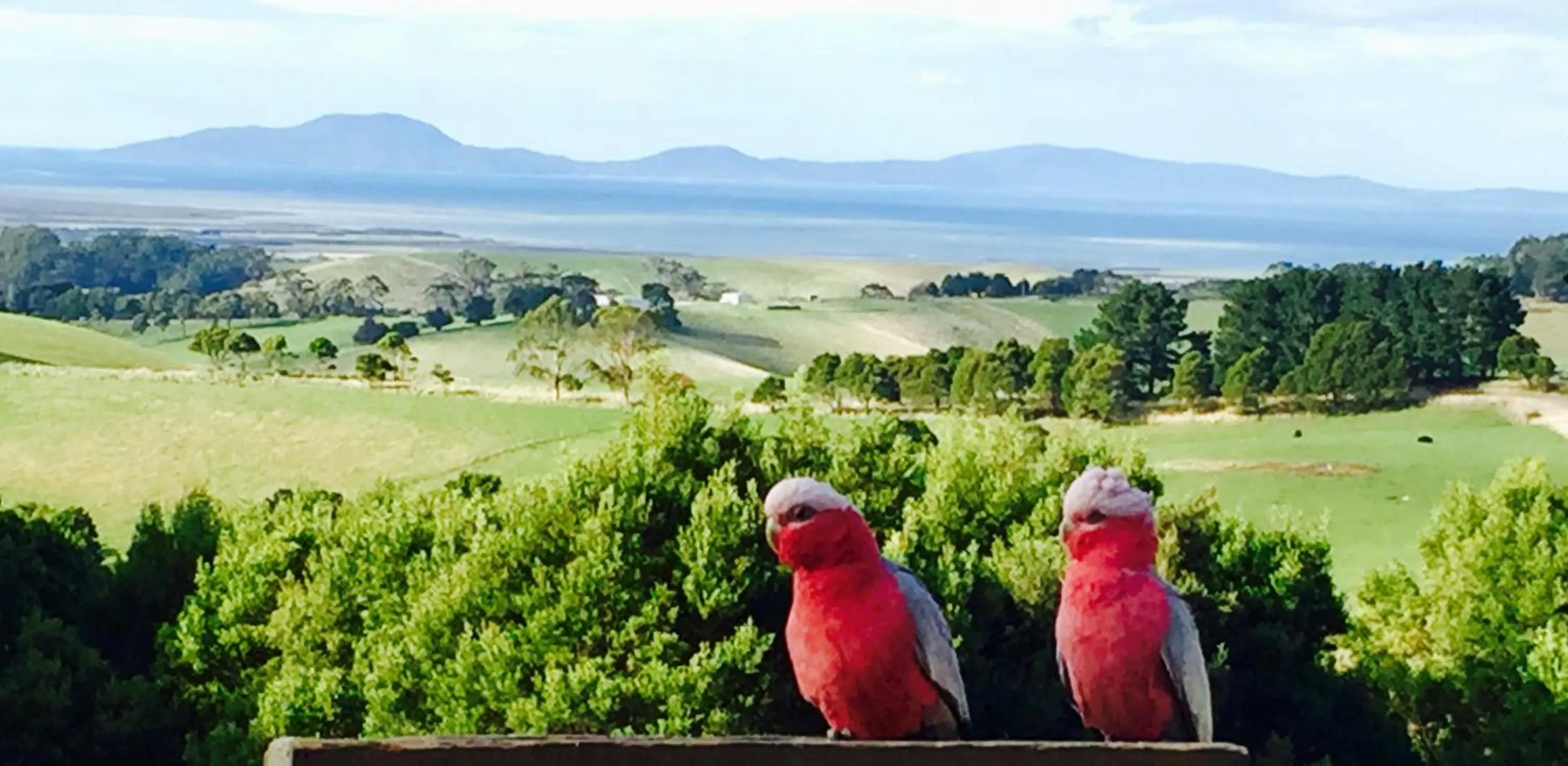 Garden in Llarrinda Bed & Breakfast