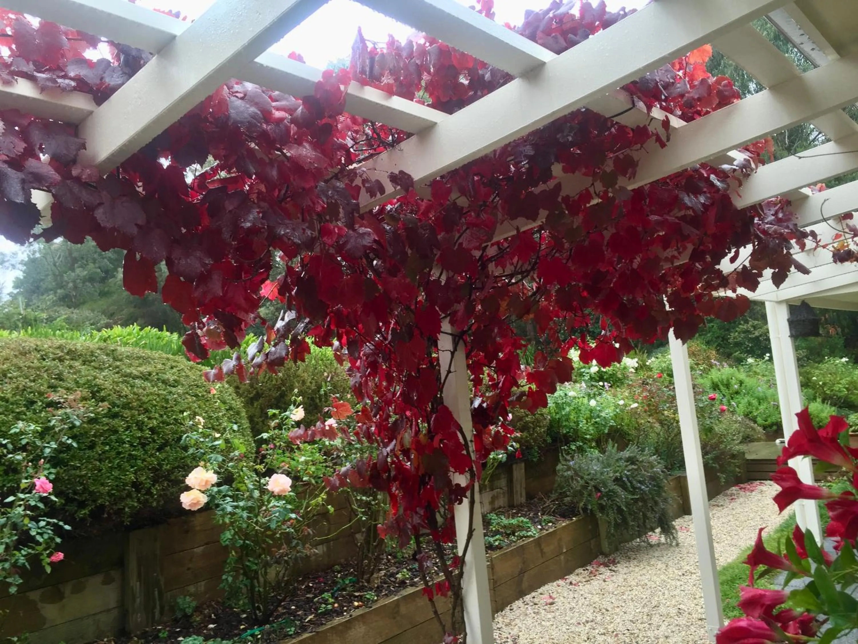 Garden view in Llarrinda Bed & Breakfast