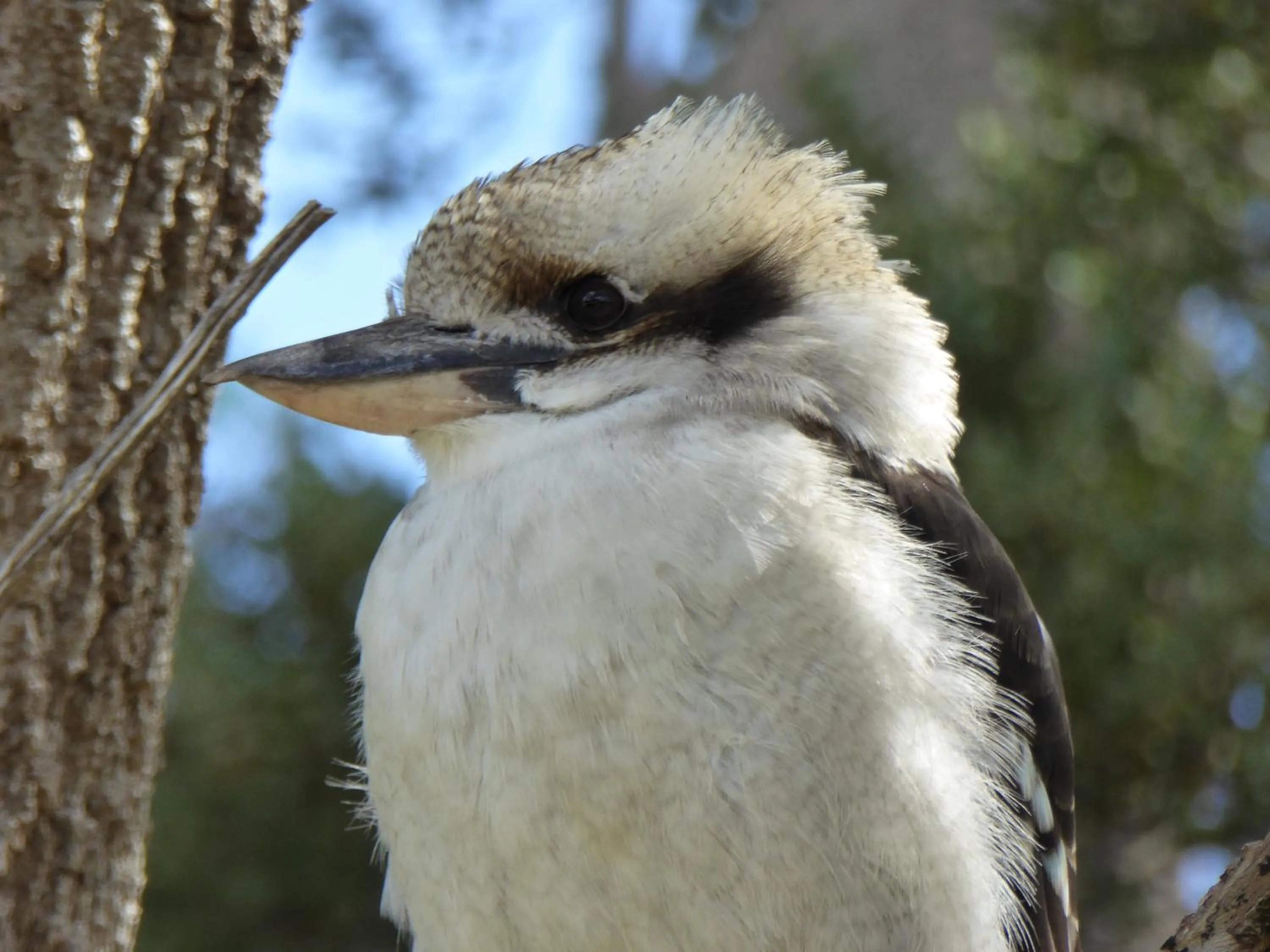 Animals in Llarrinda Bed & Breakfast