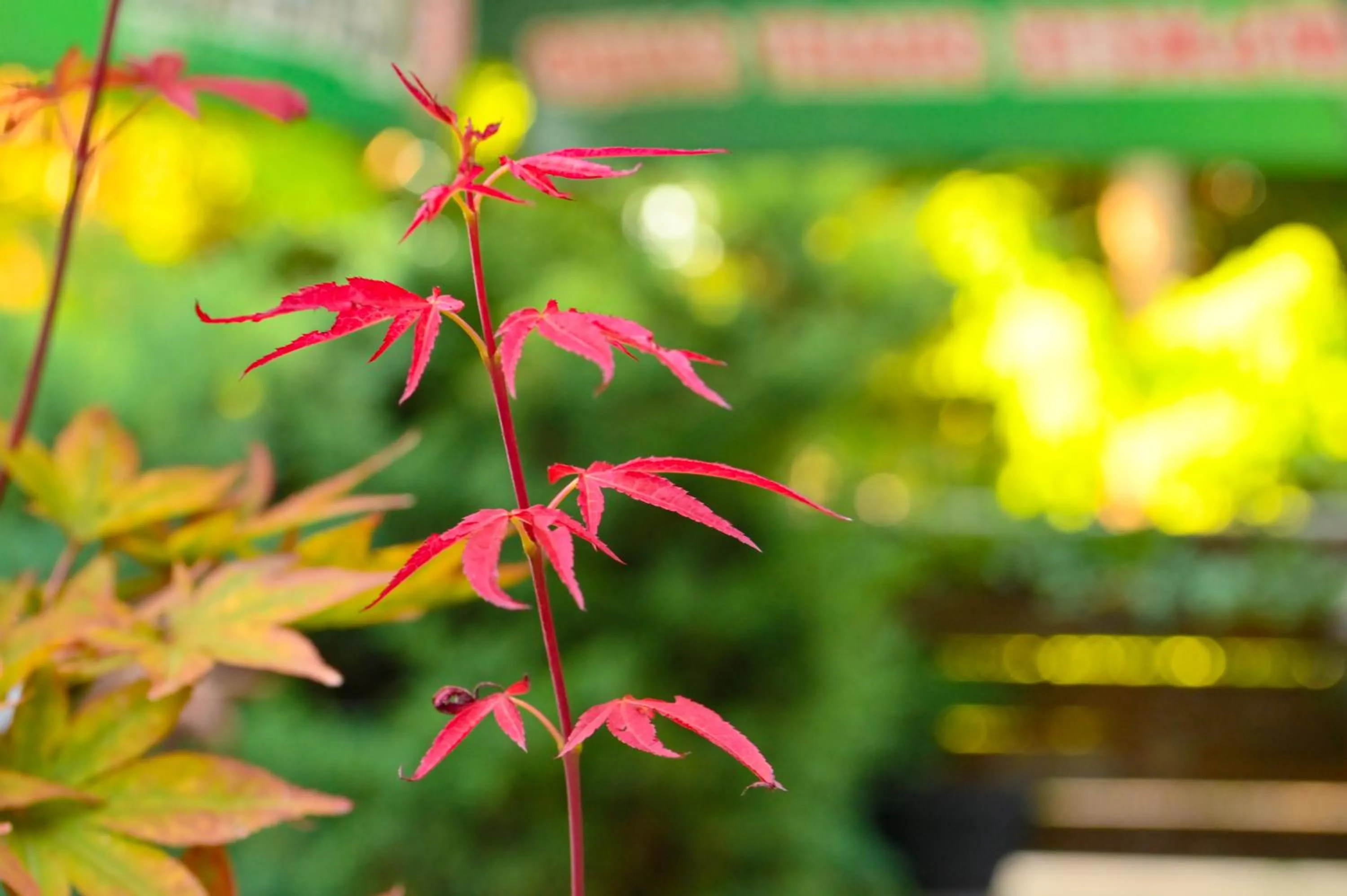 Hotel Rothmans-Breakfast - Free parking - Lobby