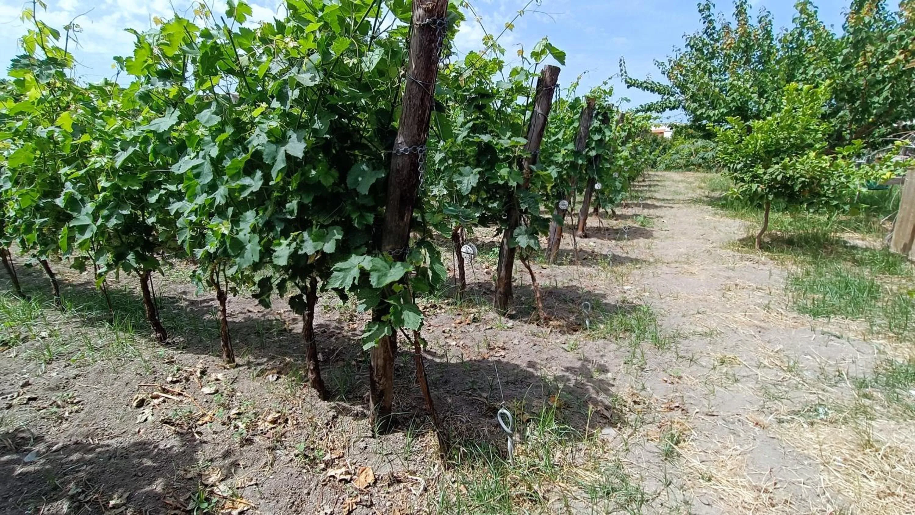 Natural landscape in Residence Villa Cristina