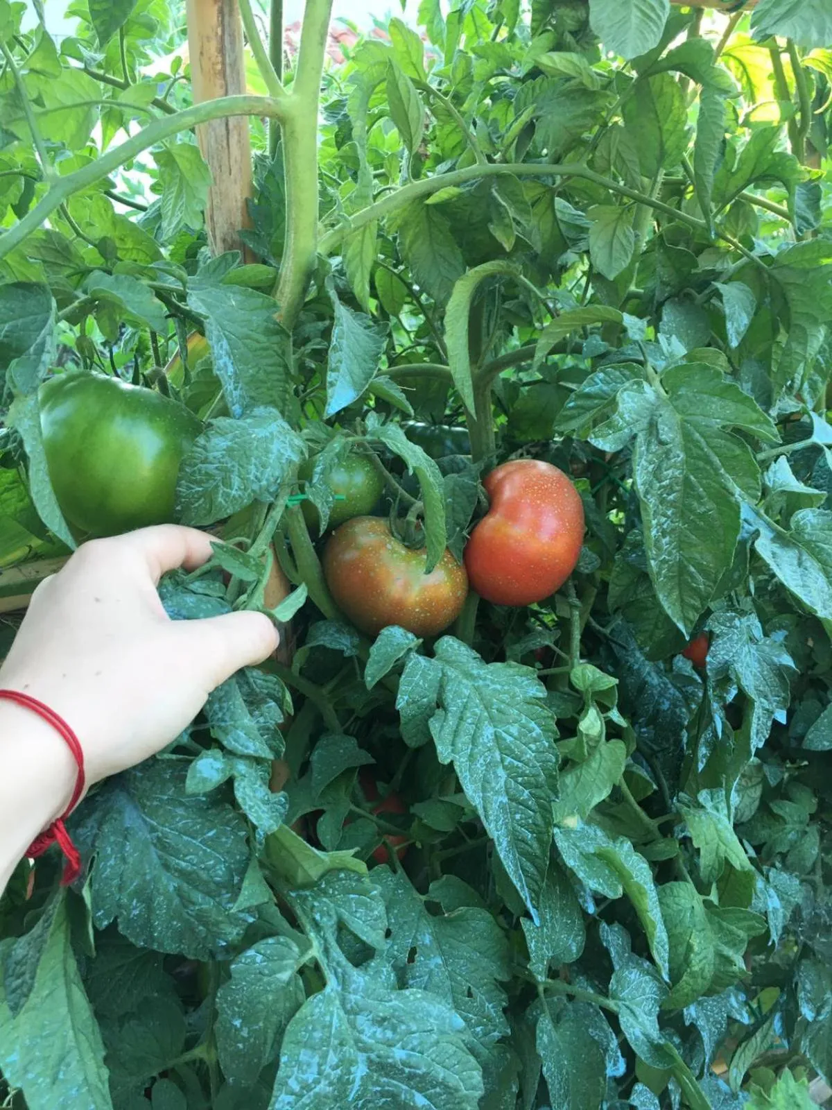 Garden in Residence Villa Cristina