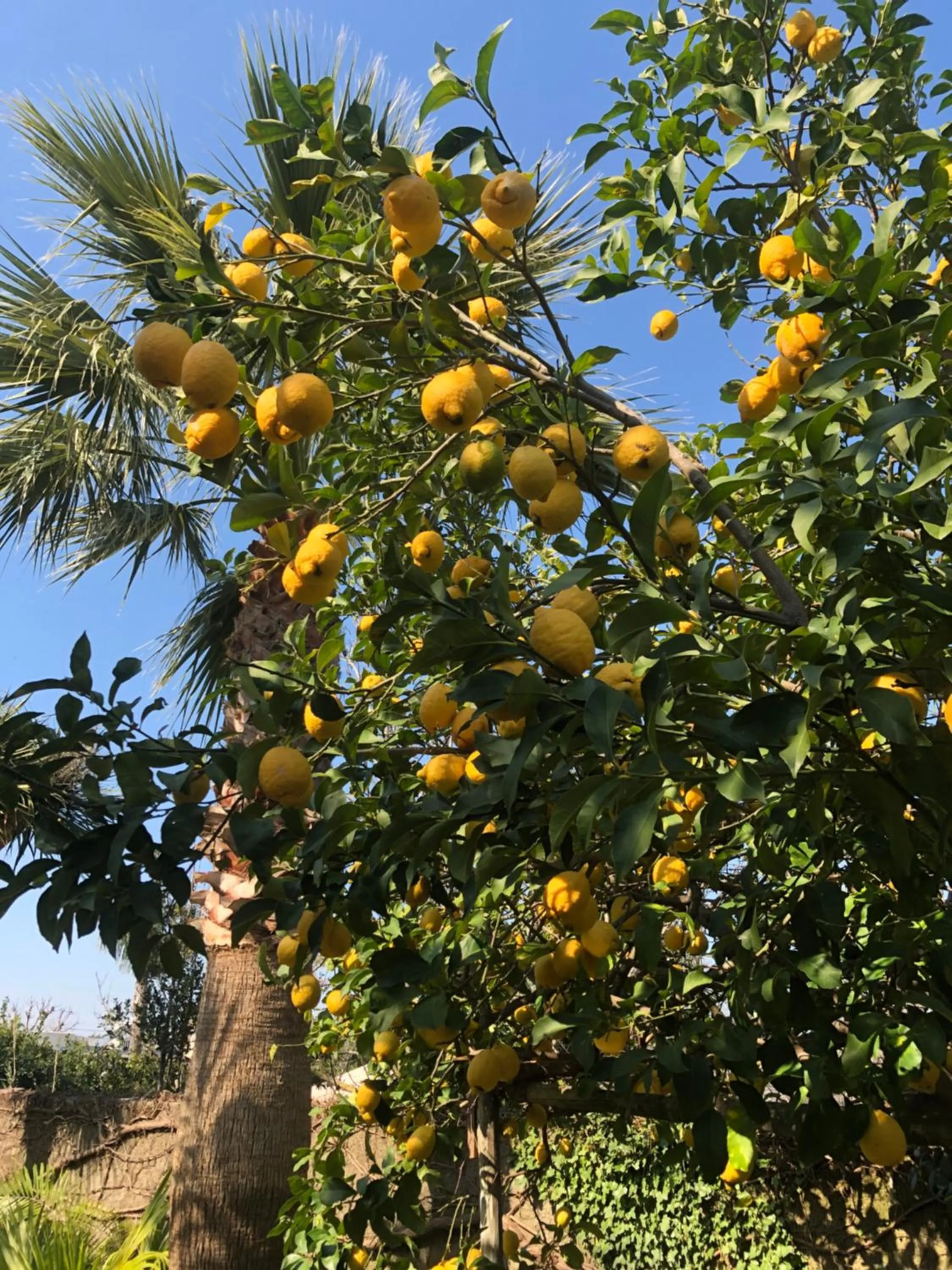 Garden in Residence Villa Cristina