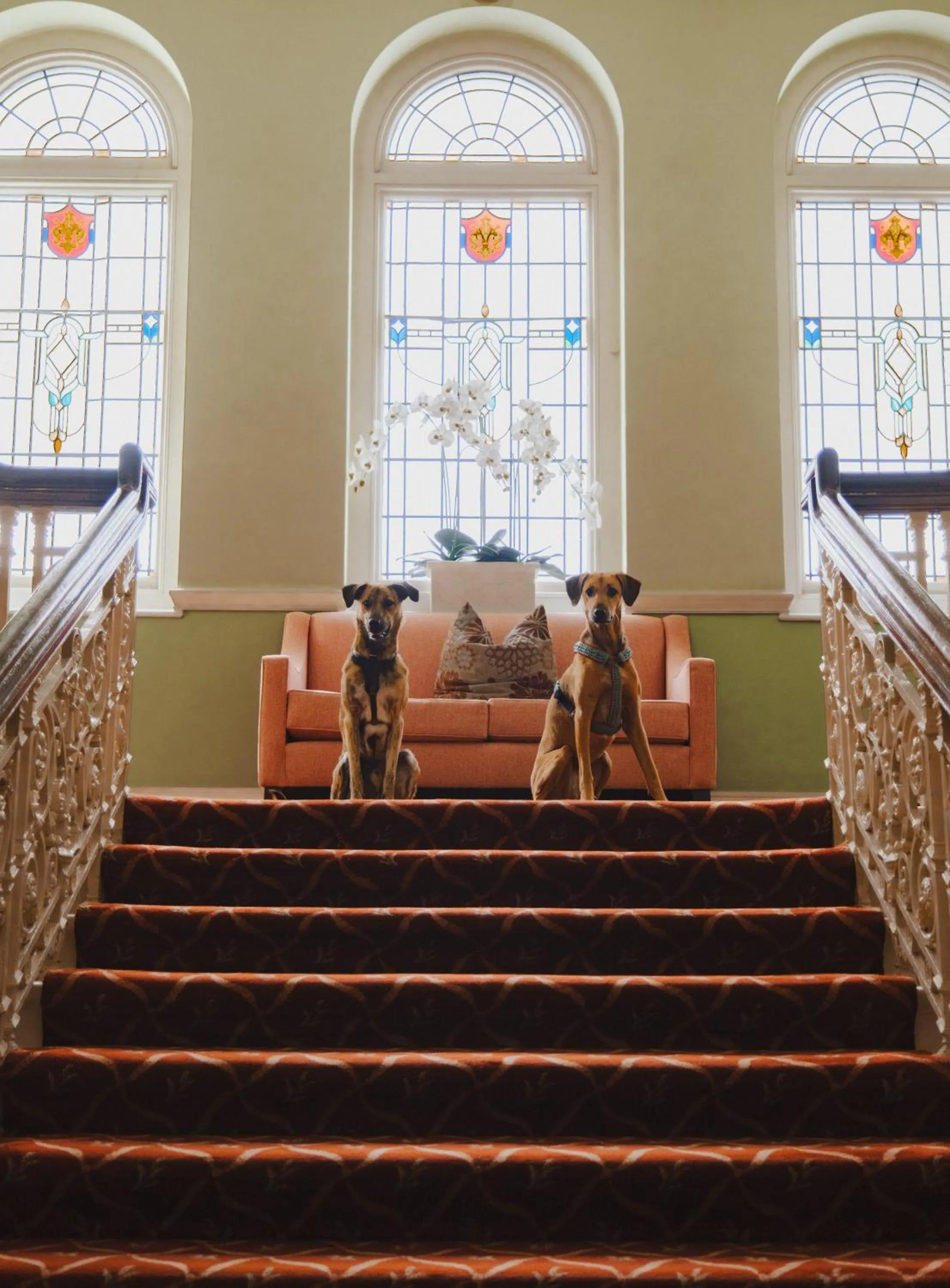 pet friendly in The Headland Hotel and Spa