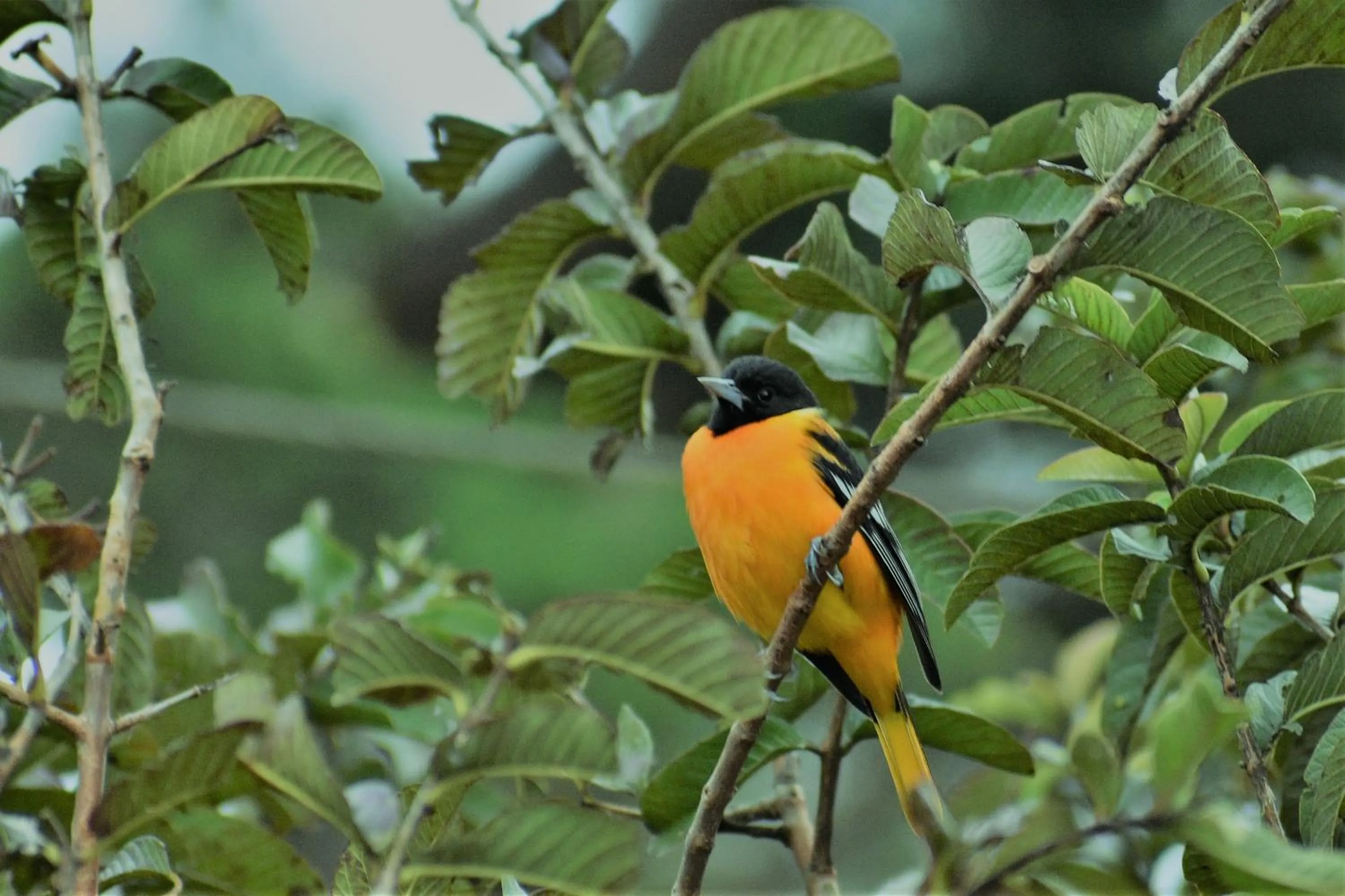 Garden in Casa Haydee Monteverde