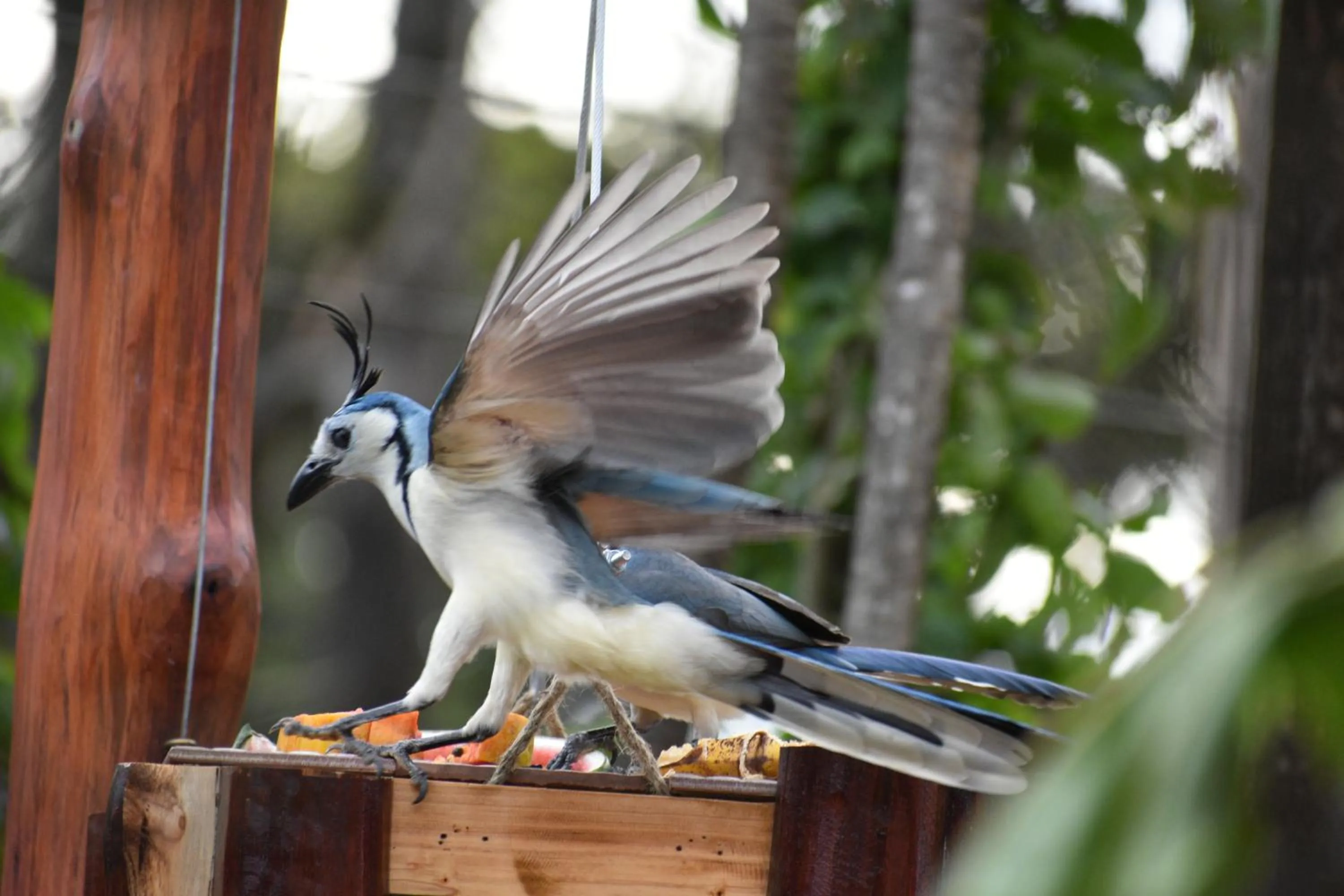 Garden in Casa Haydee Monteverde