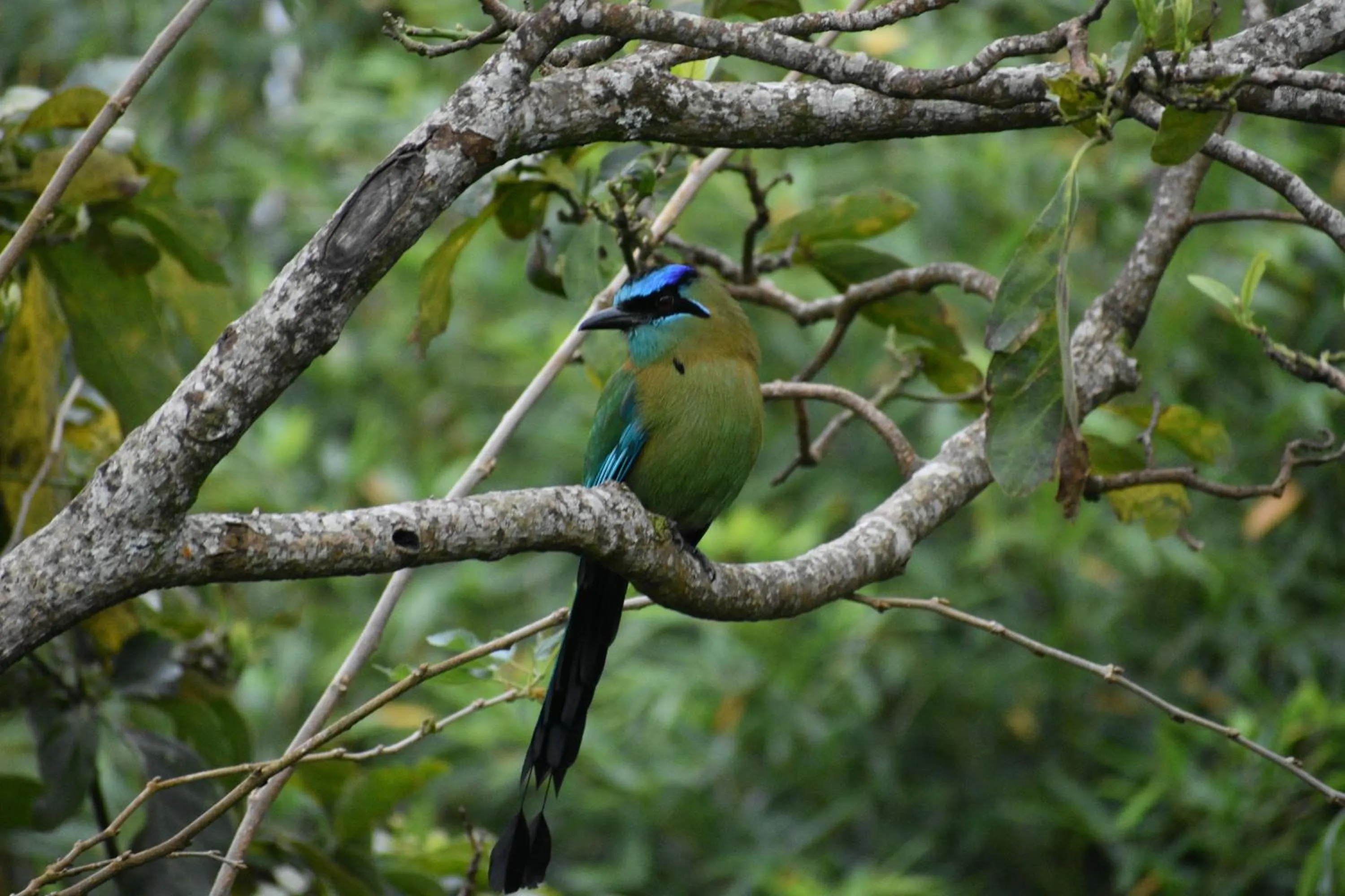 Garden in Casa Haydee Monteverde