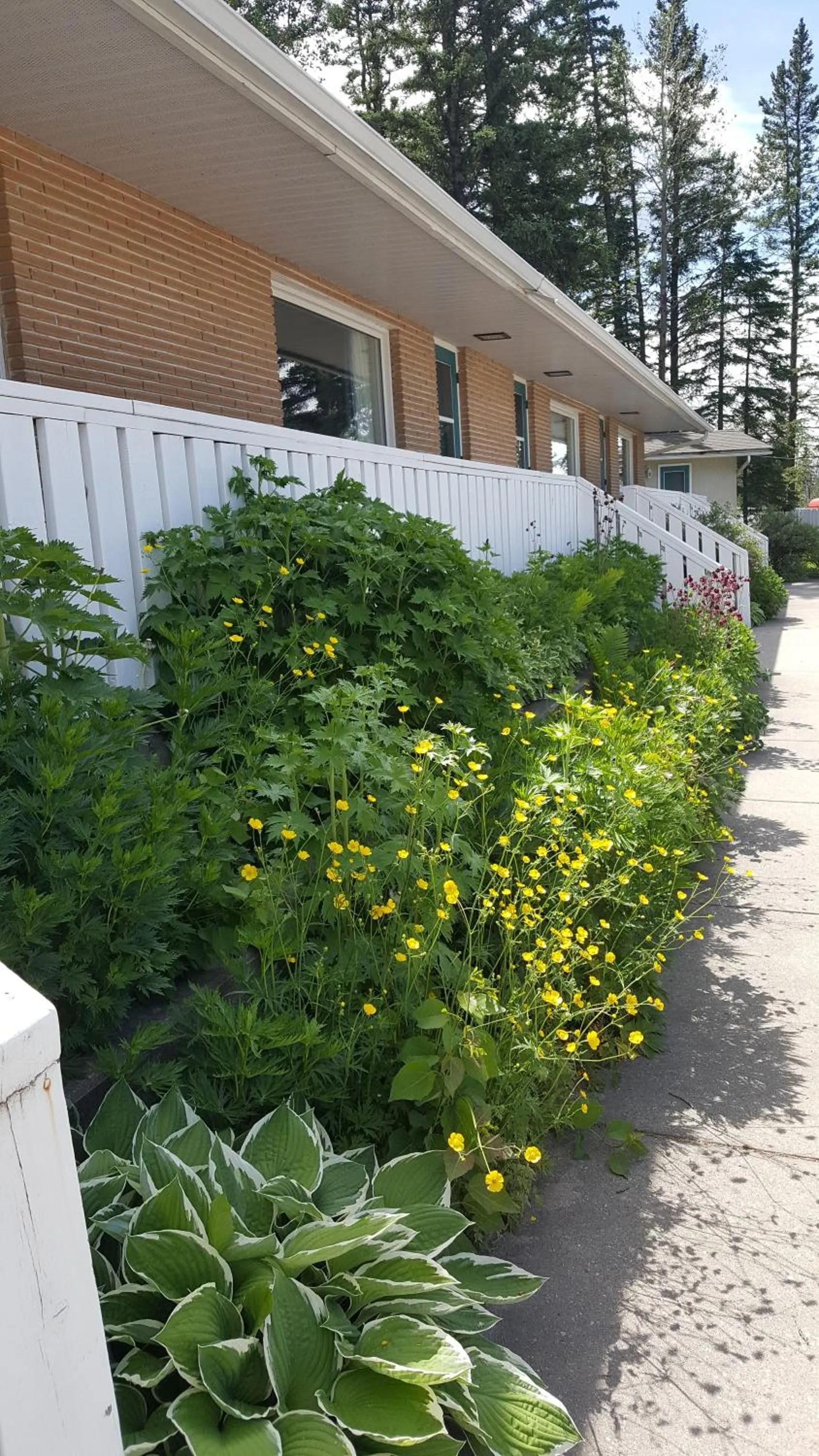 Garden view in Pines Motel