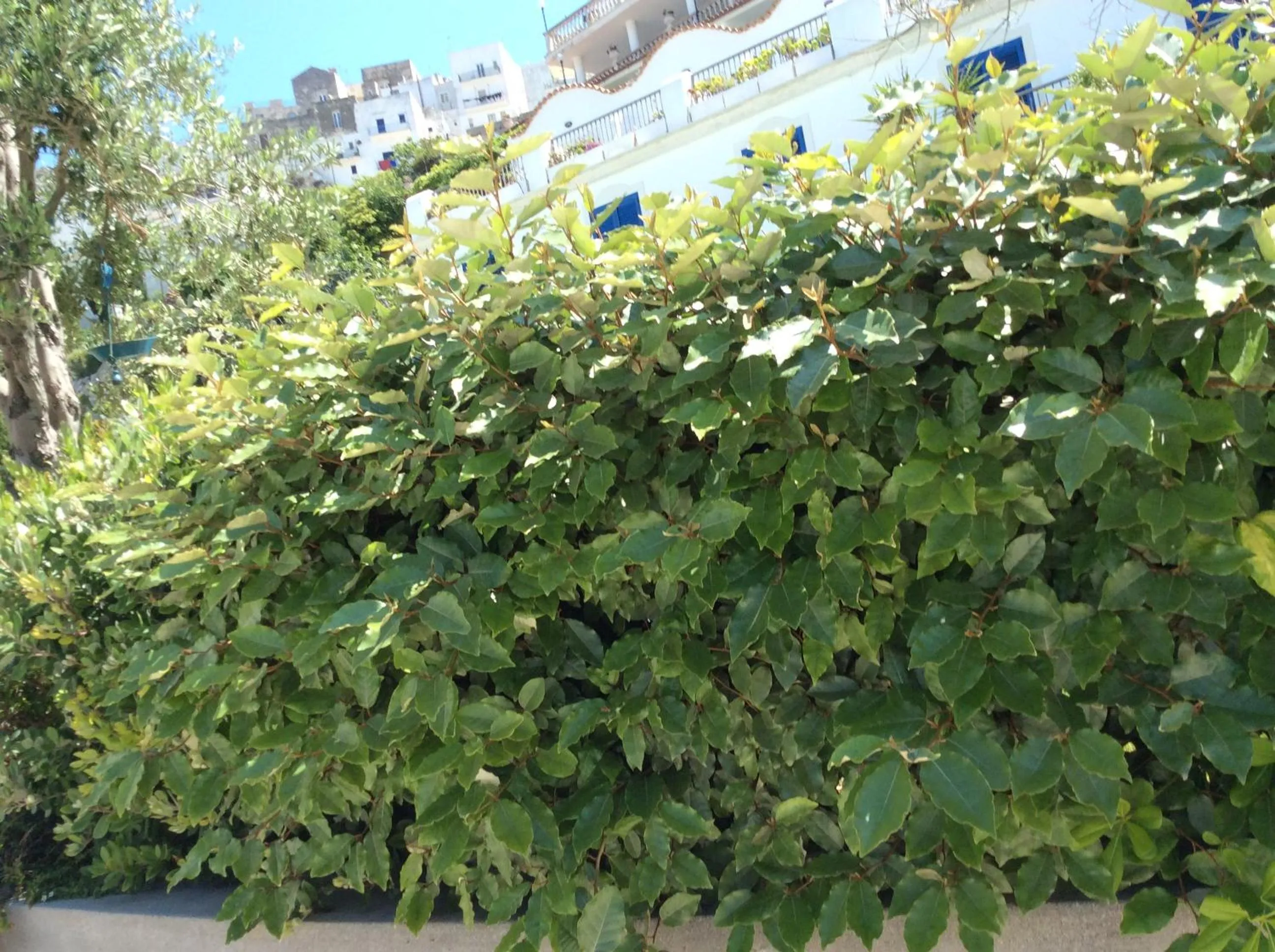 Property building in Hotel Elisa - Spiaggia Privata Inclusa