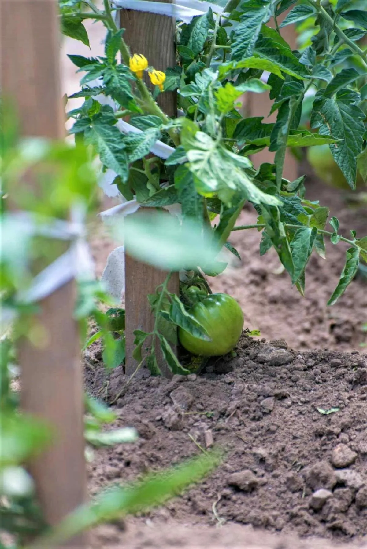 Garden in Hotel Pegasus-Adult Friendly