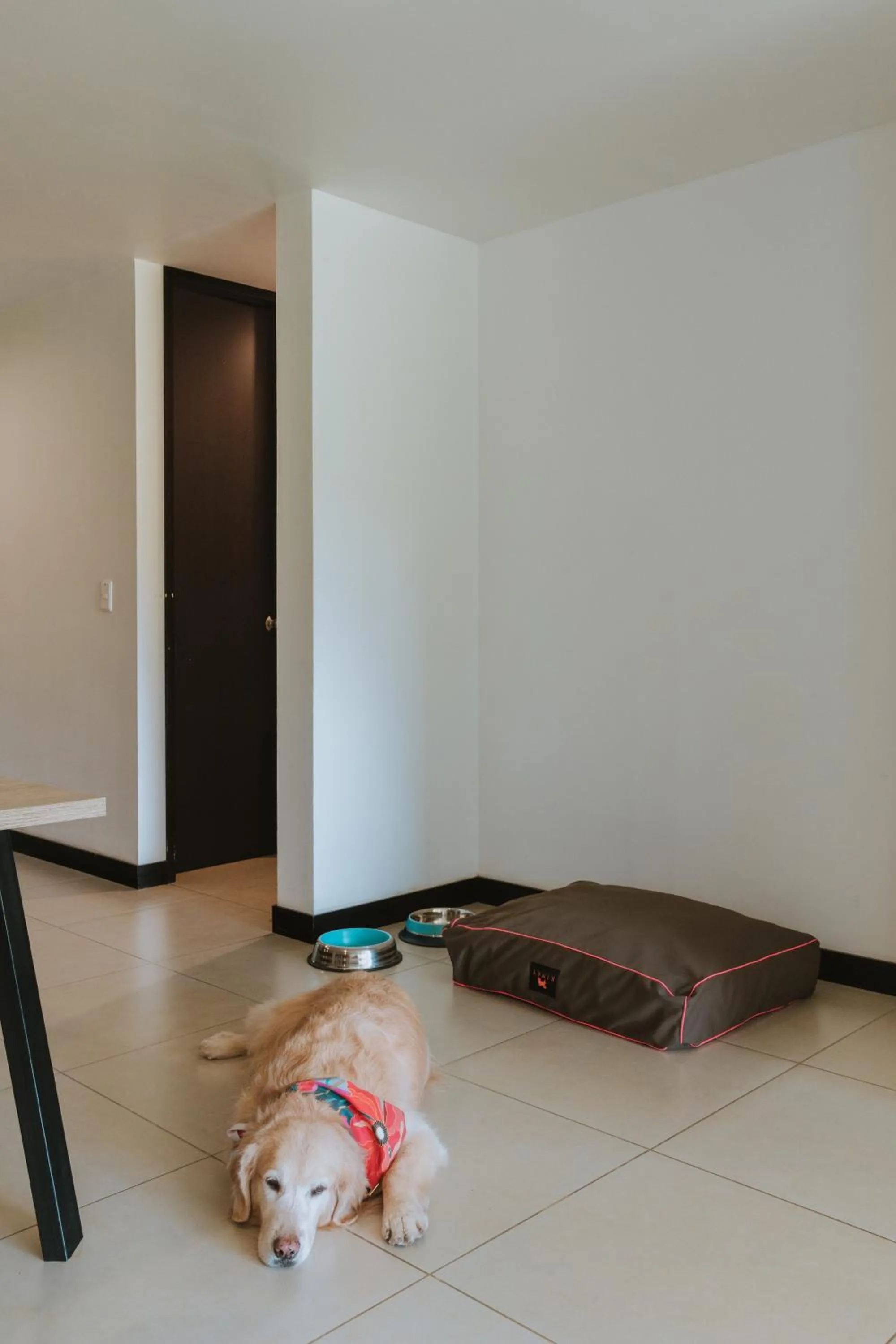 Pets in Travelers Rio Verde Living Suites