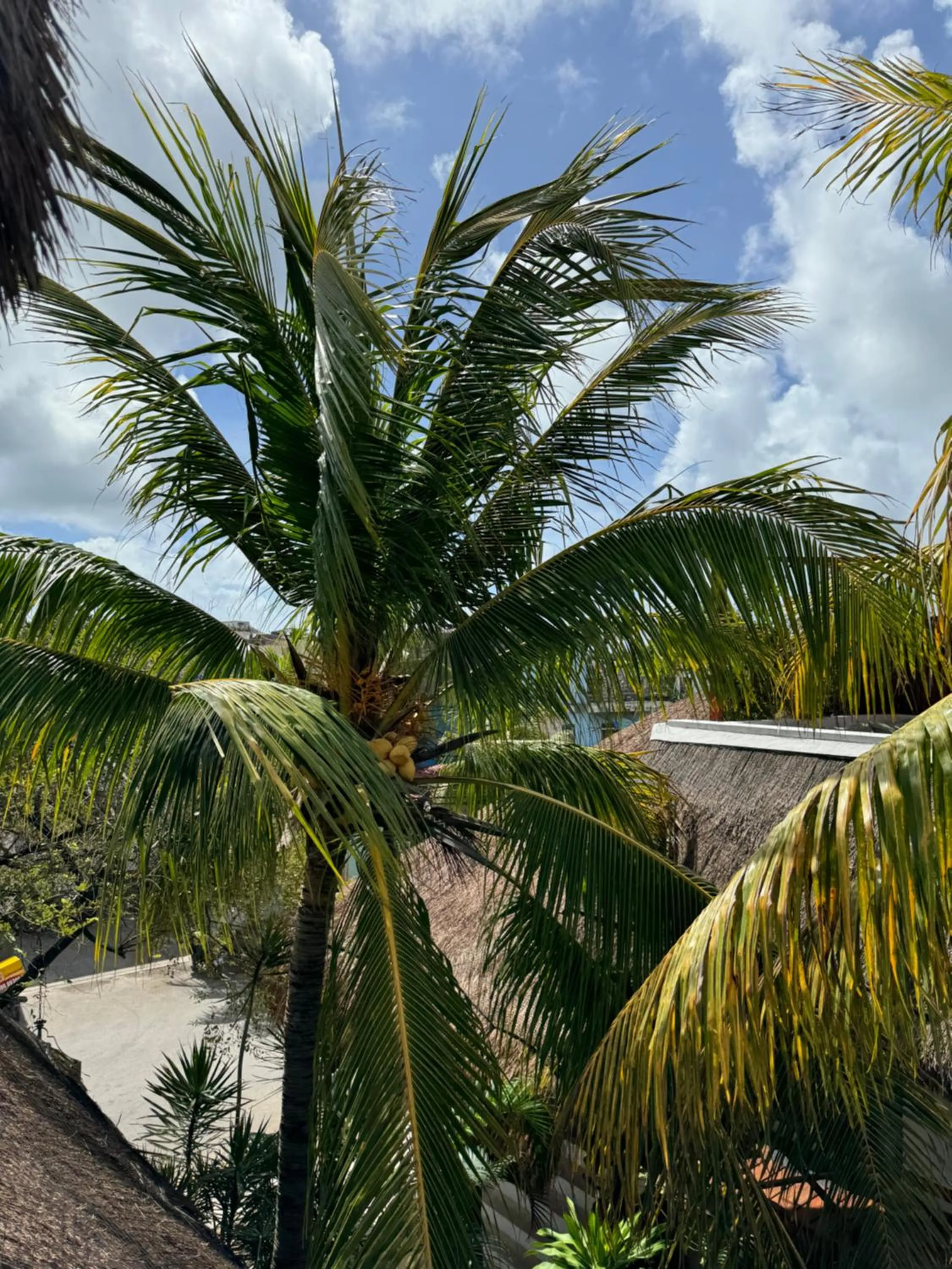 Natural landscape in Kin Ha Tulum Hotel