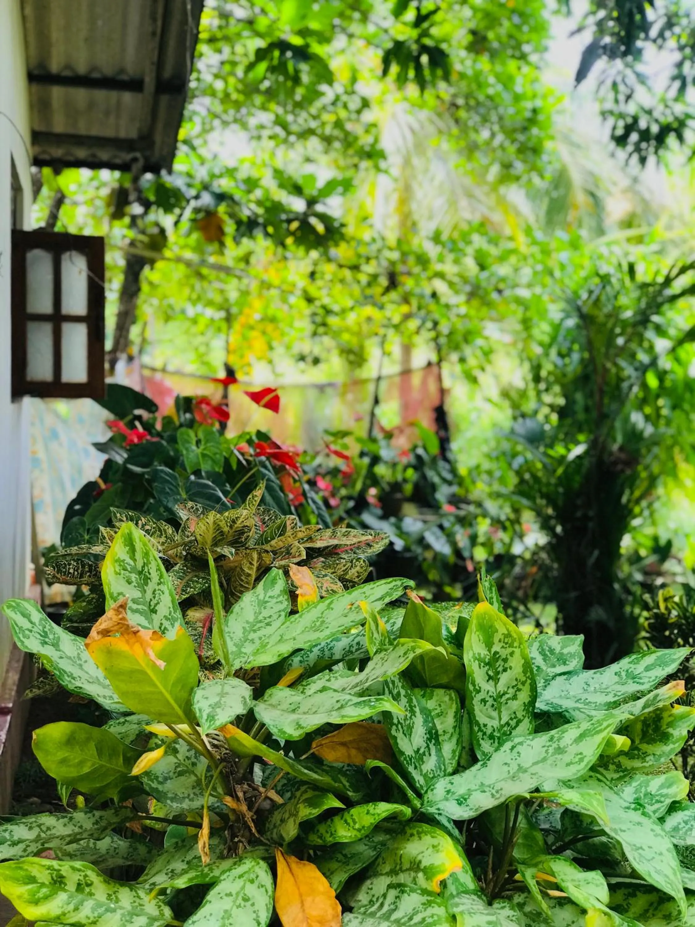 Garden in Sigiri Lakshan Home Stay