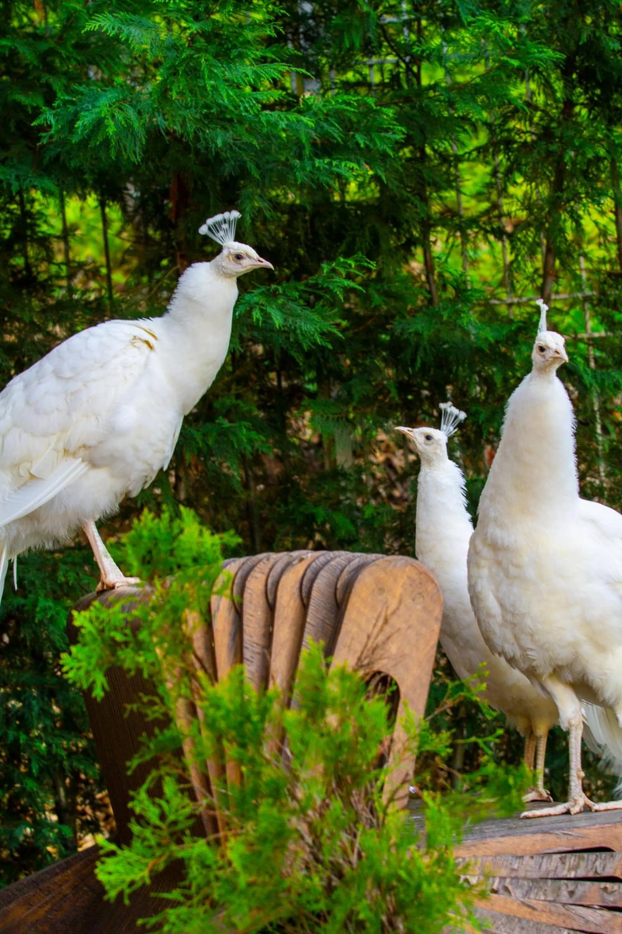 Bioli Wellness Resort