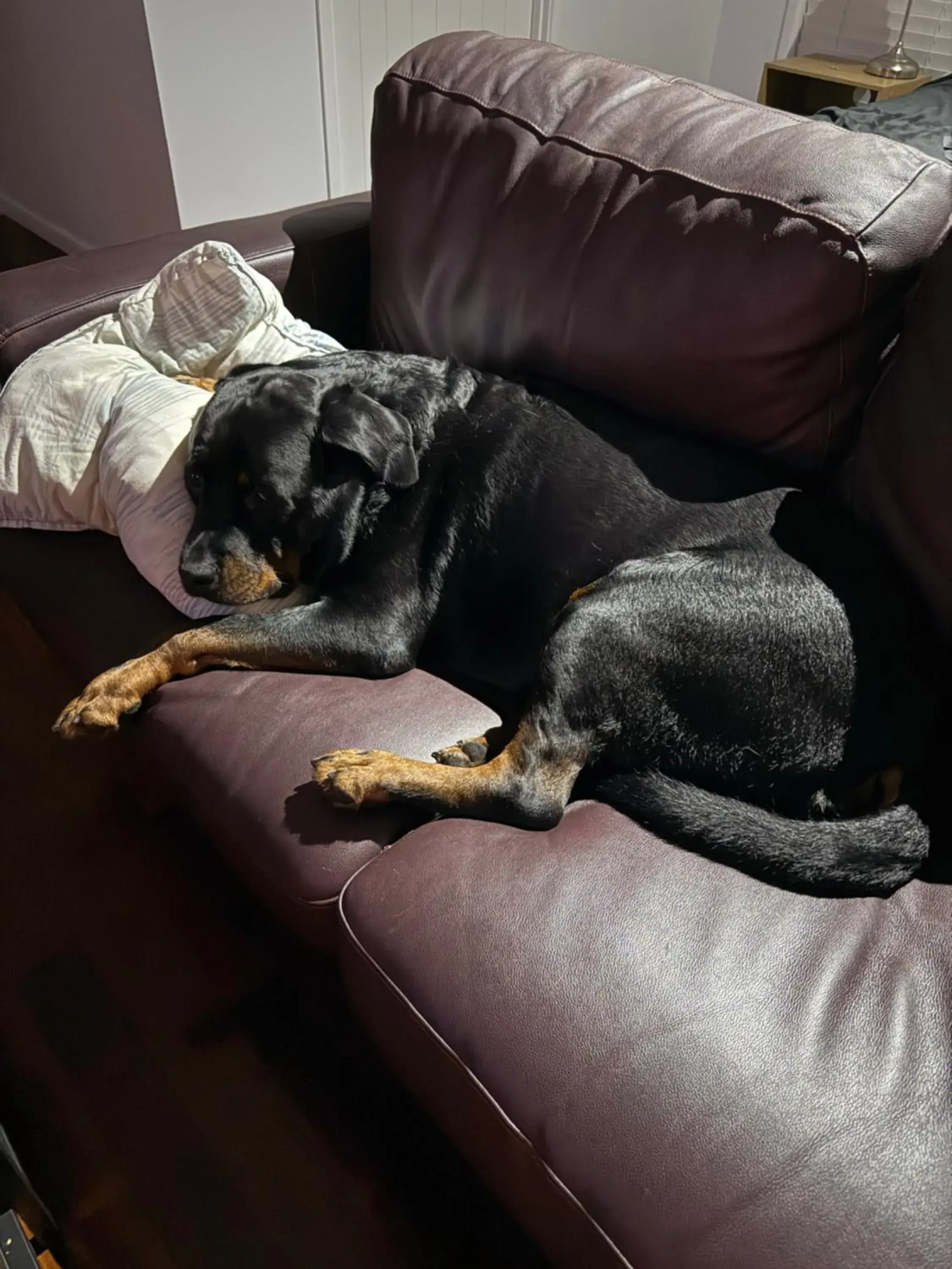 Amore On Buderim Rainforest Cabins Amore On Buderim Rainforest Cabins