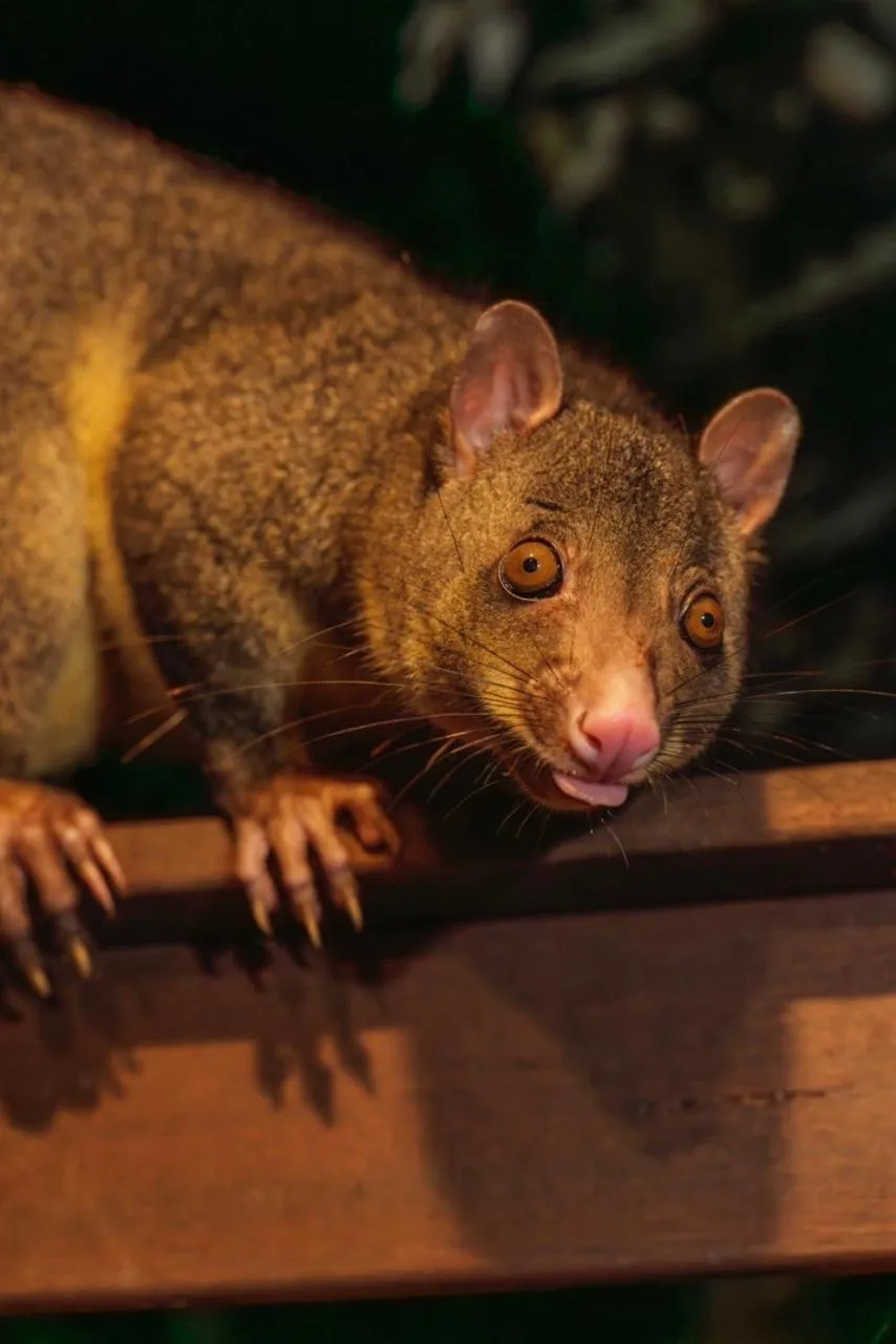 Amore On Buderim Rainforest Cabins