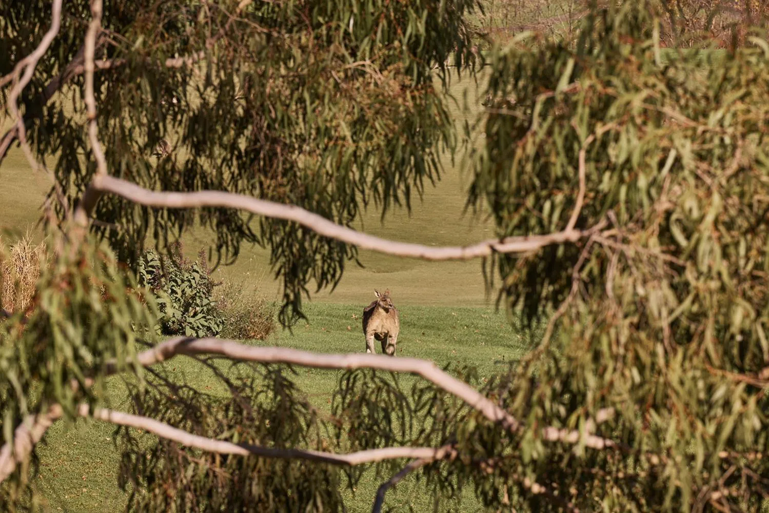 Natural landscape in Yarra Valley Lodge
