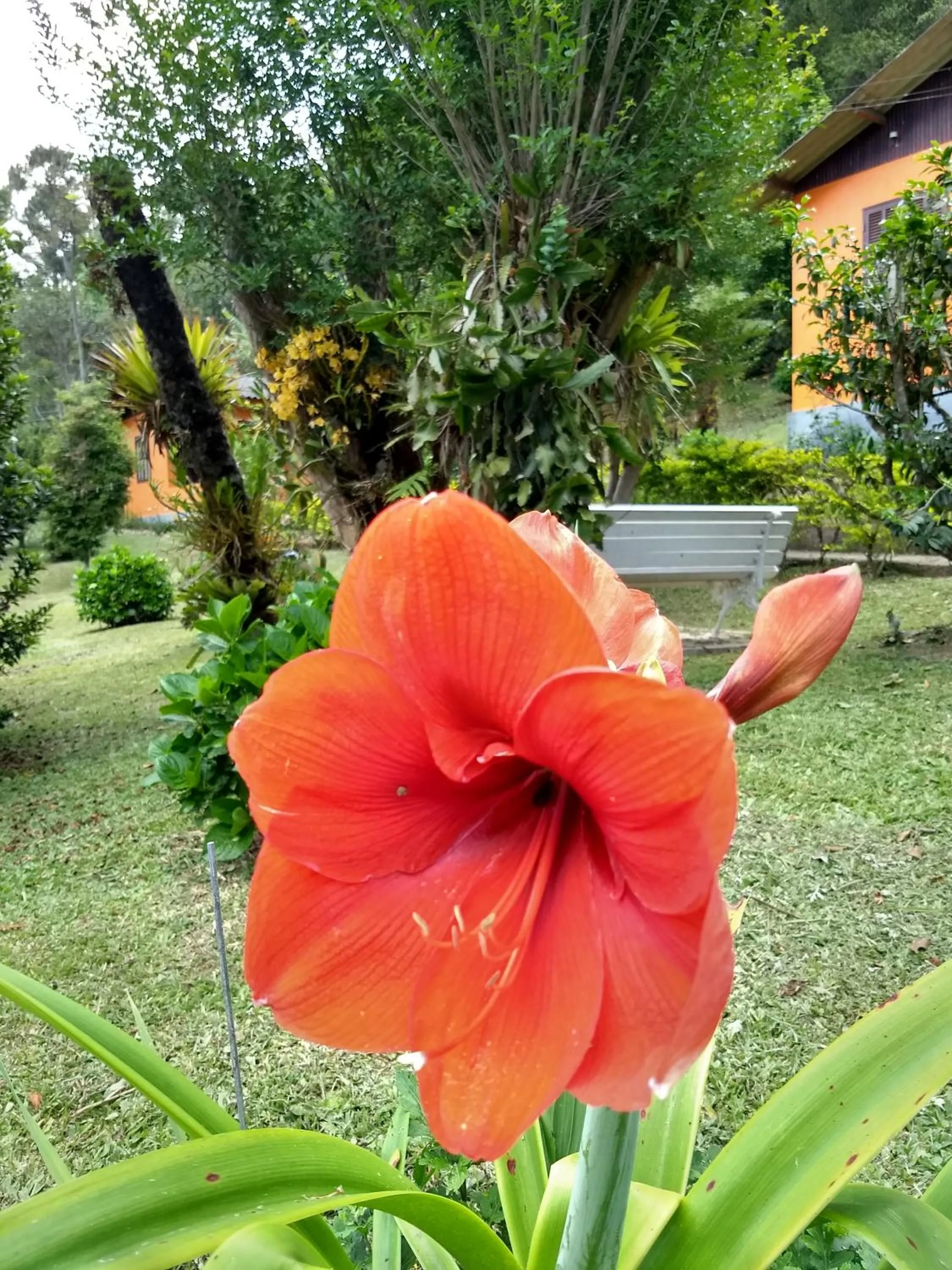 Garden in Pousada Pedra da Gávea
