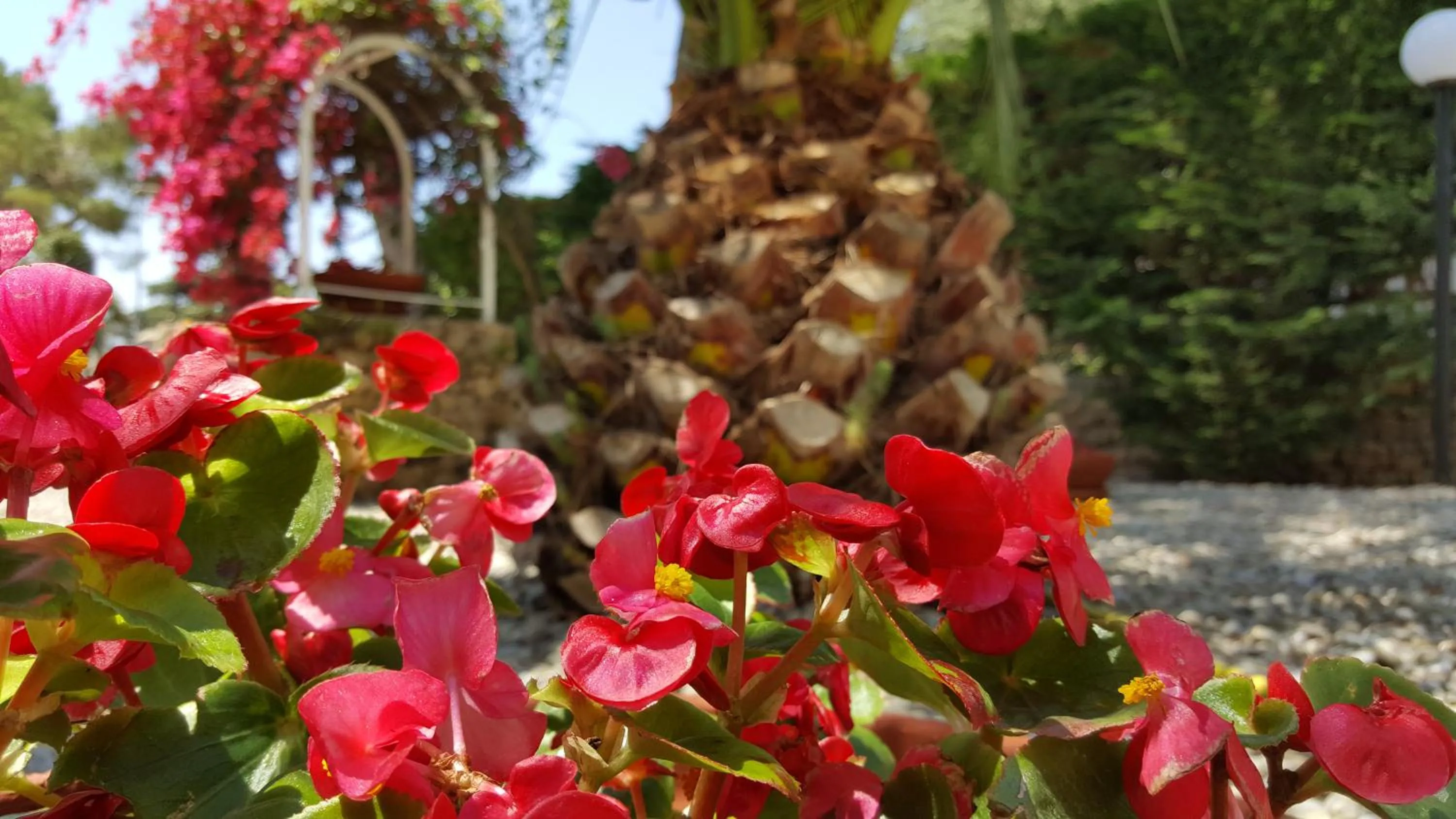 Garden in Phalanthos B&B