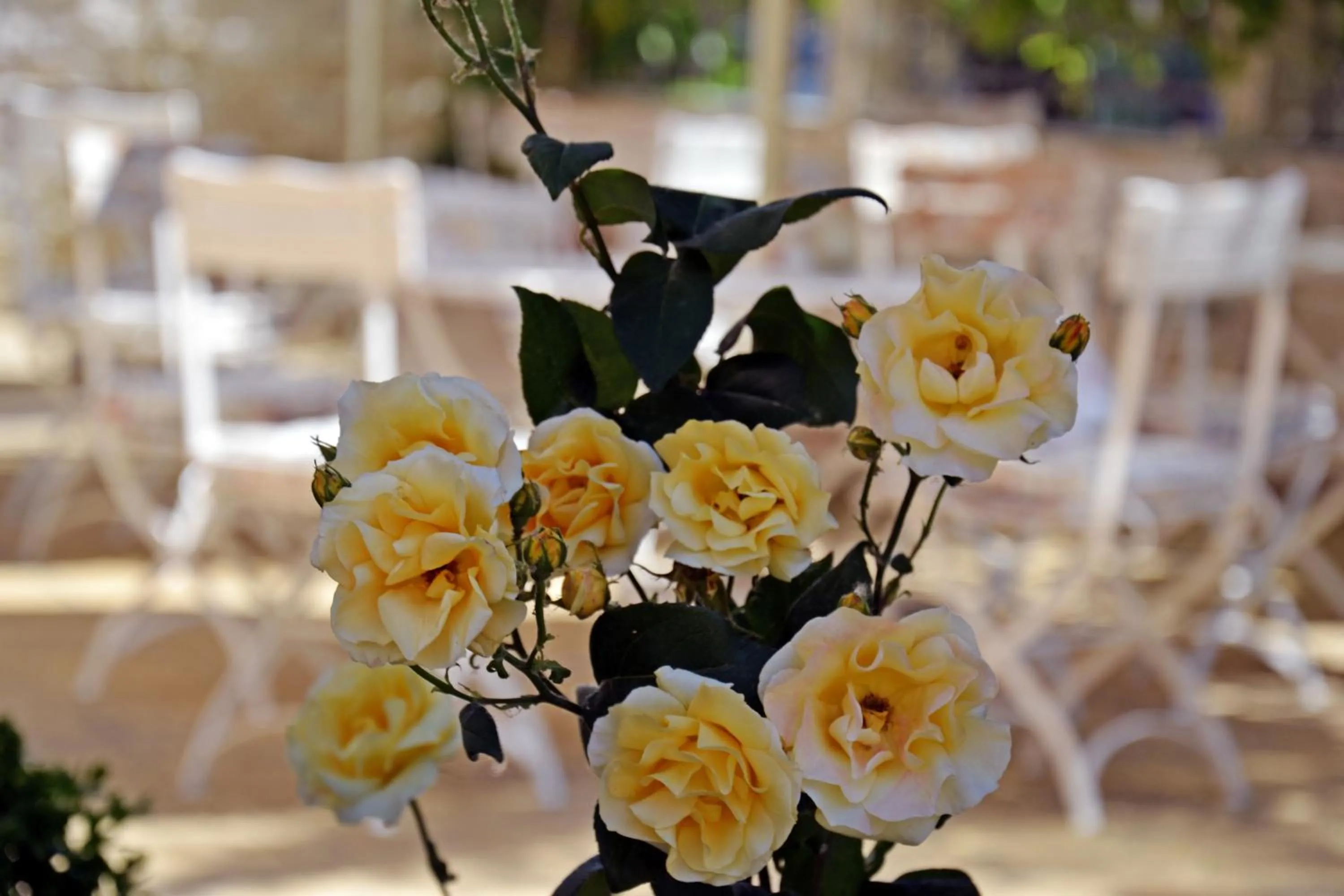 Garden view in Hotel Central