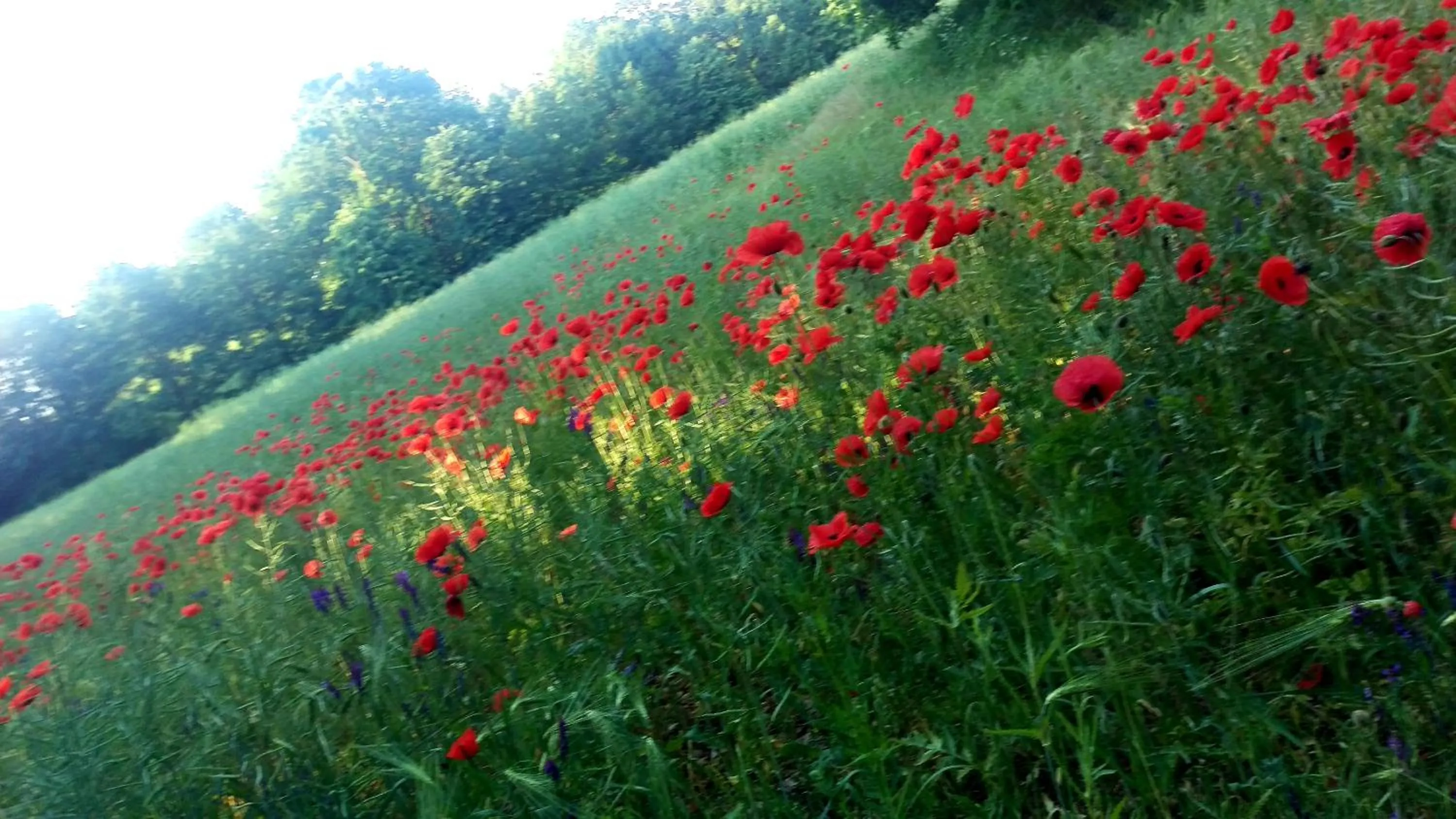 Natural landscape in Nordischer Hof