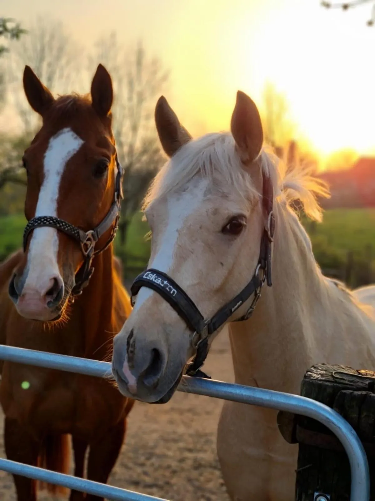 Horse-riding in Hotel Gut Moschenhof