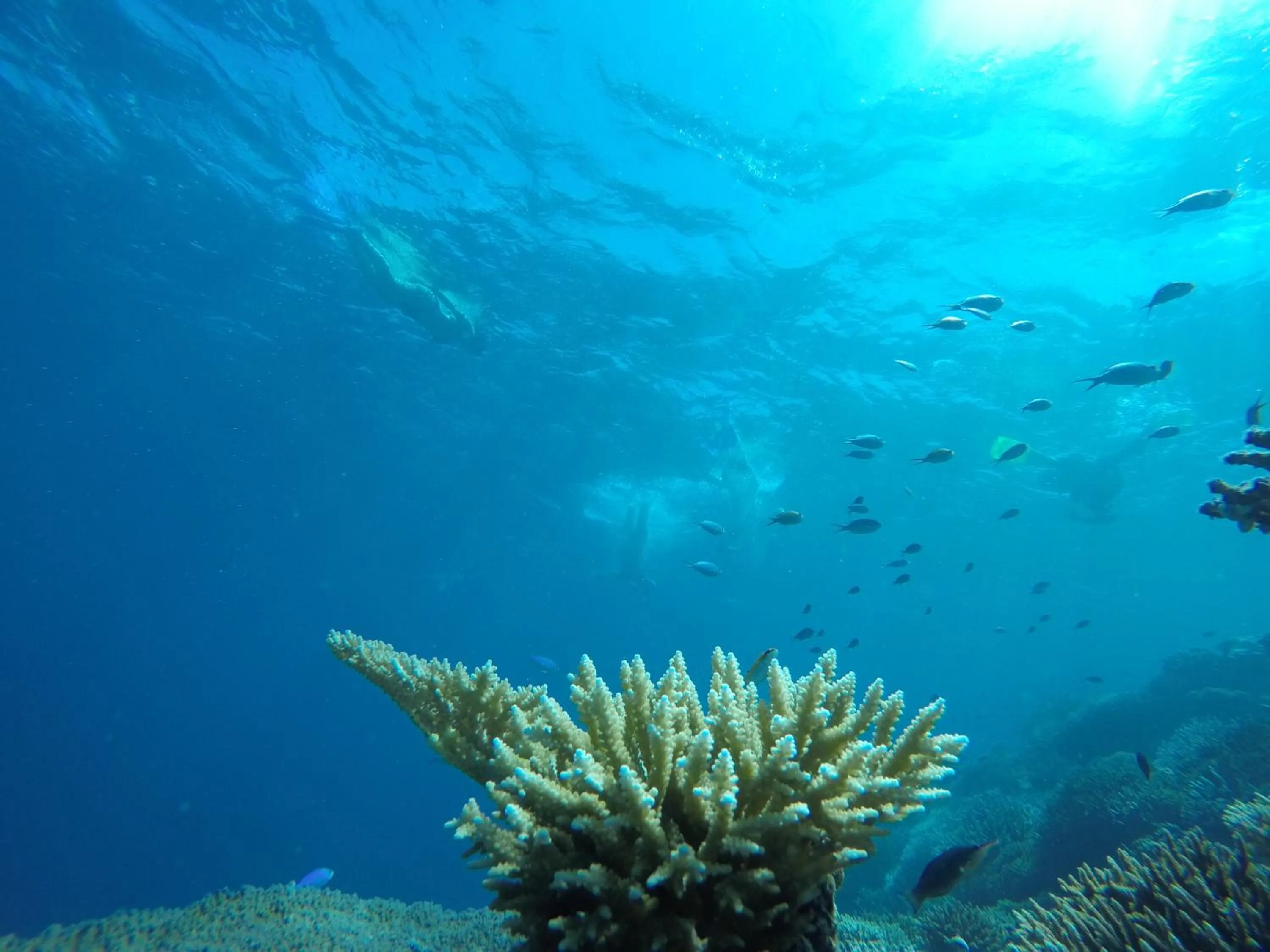 Snorkeling in Salt Beach Hotel