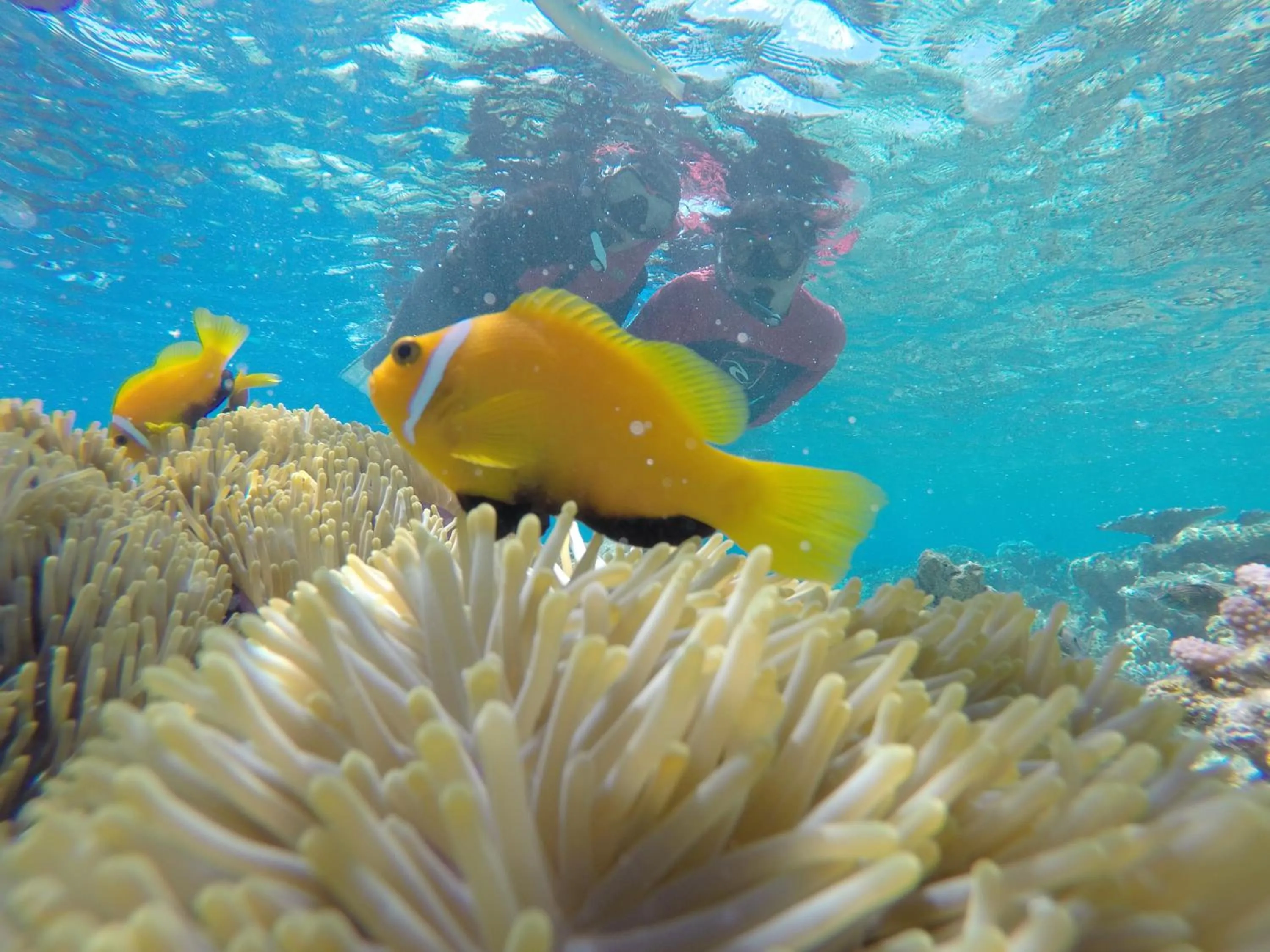 Snorkeling in Salt Beach Hotel