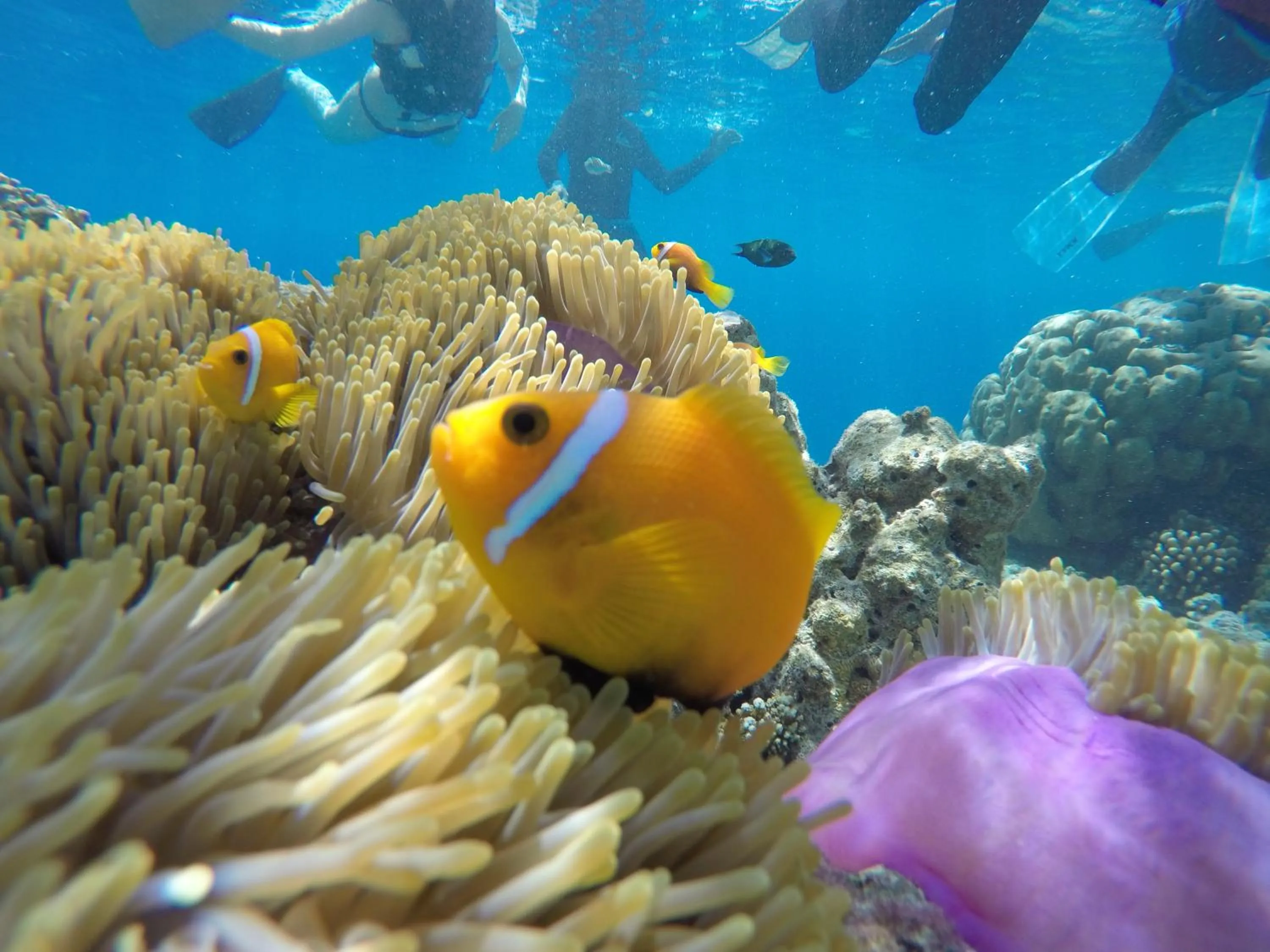 Snorkeling in Salt Beach Hotel