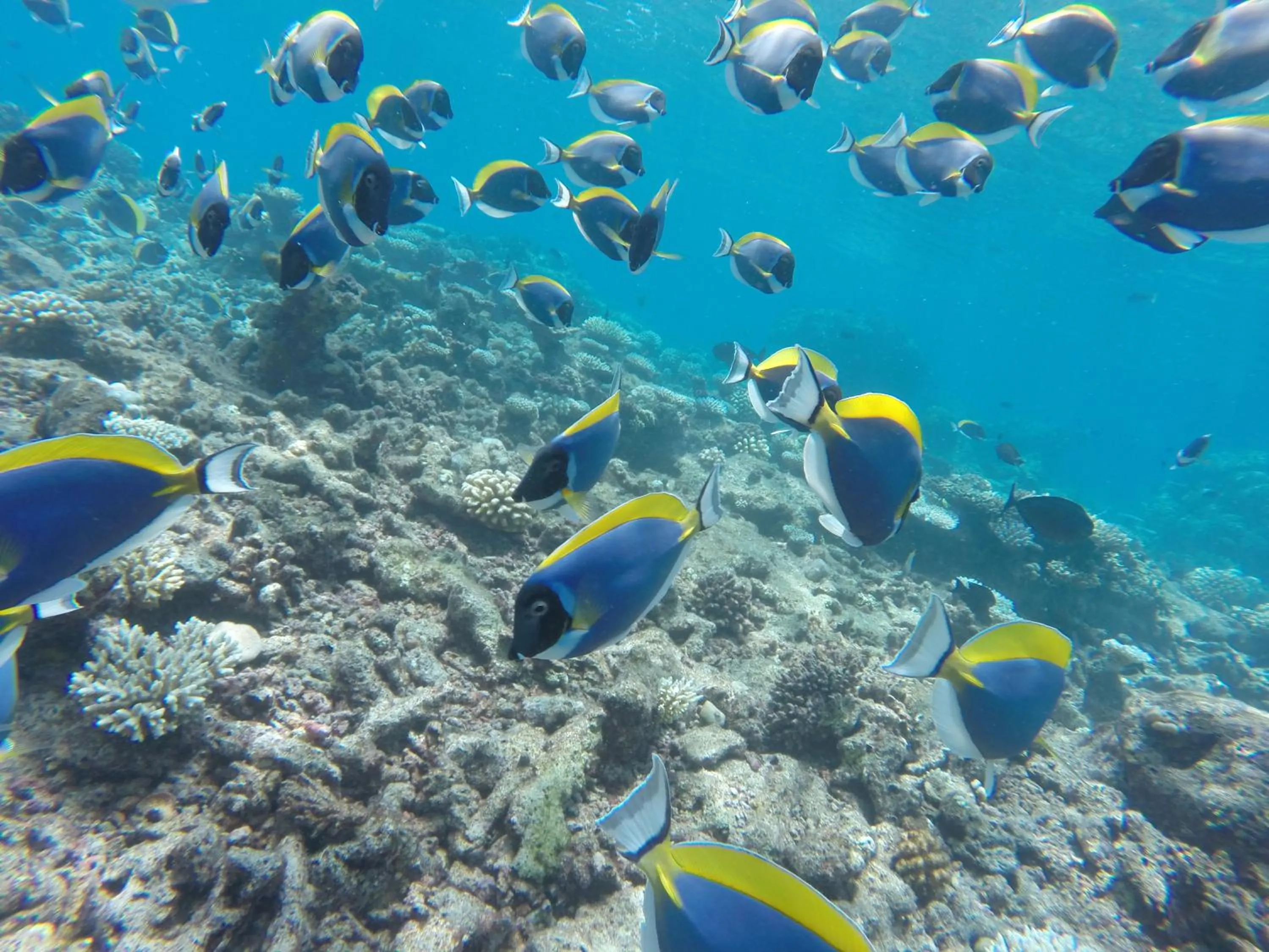 Snorkeling in Salt Beach Hotel