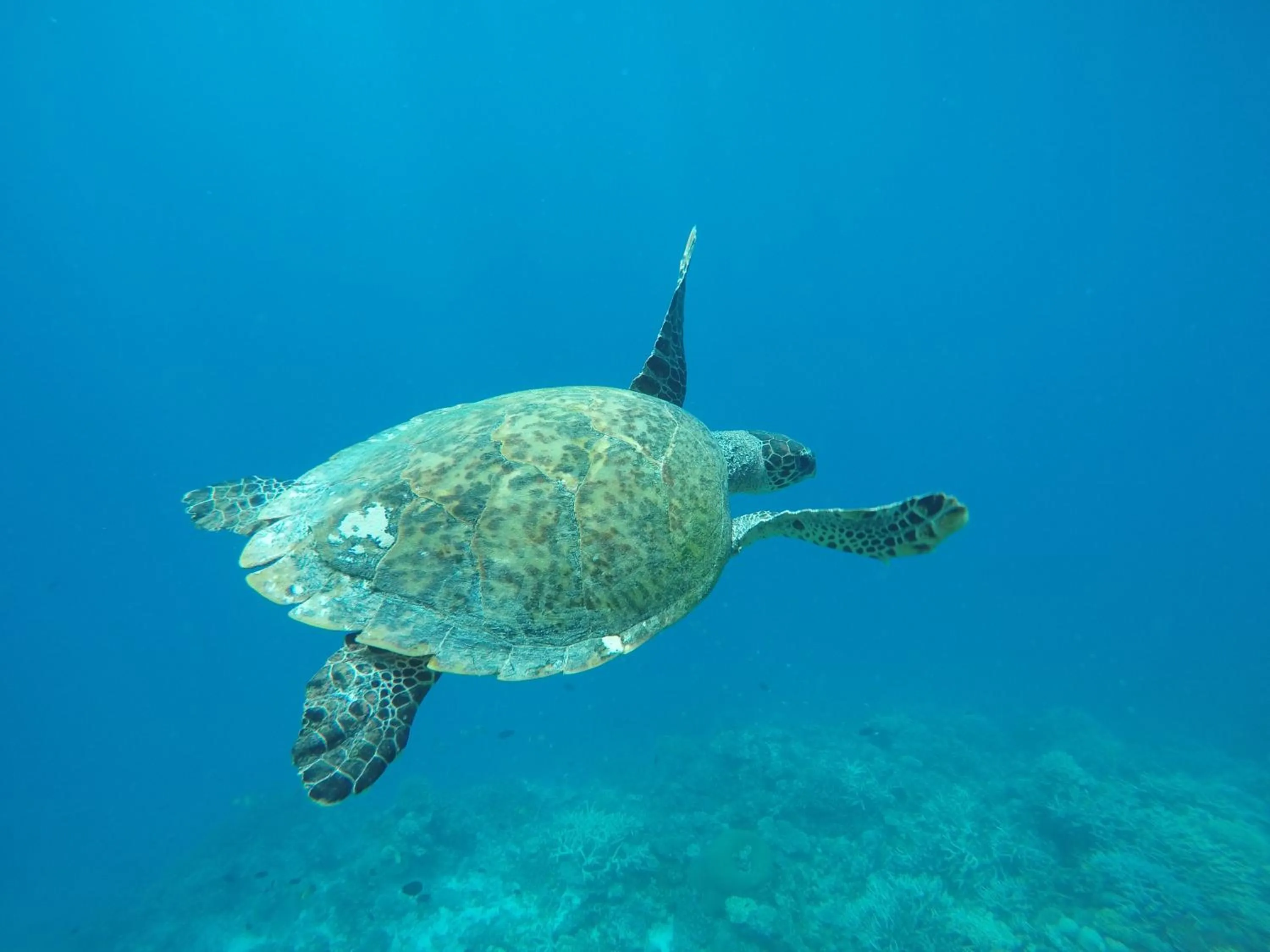 Snorkeling in Salt Beach Hotel