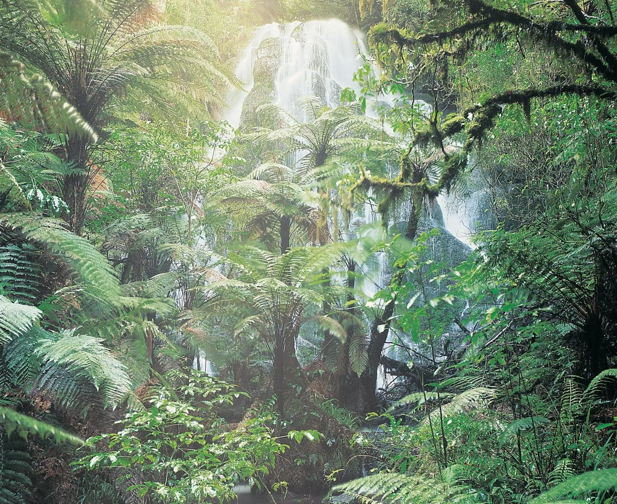 Natural landscape in Treetops Lodge & Estate