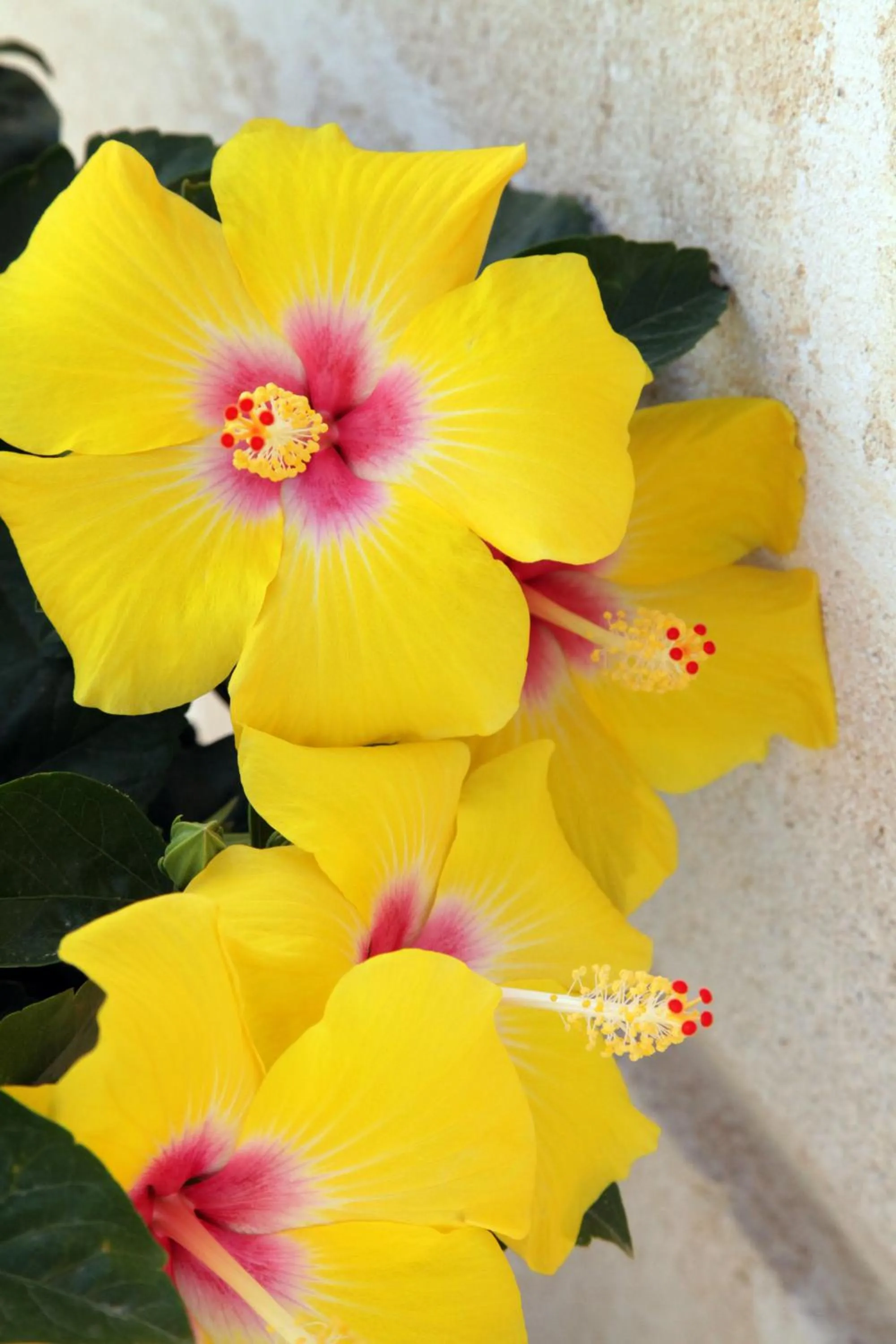 Garden in Borgo de li Santi