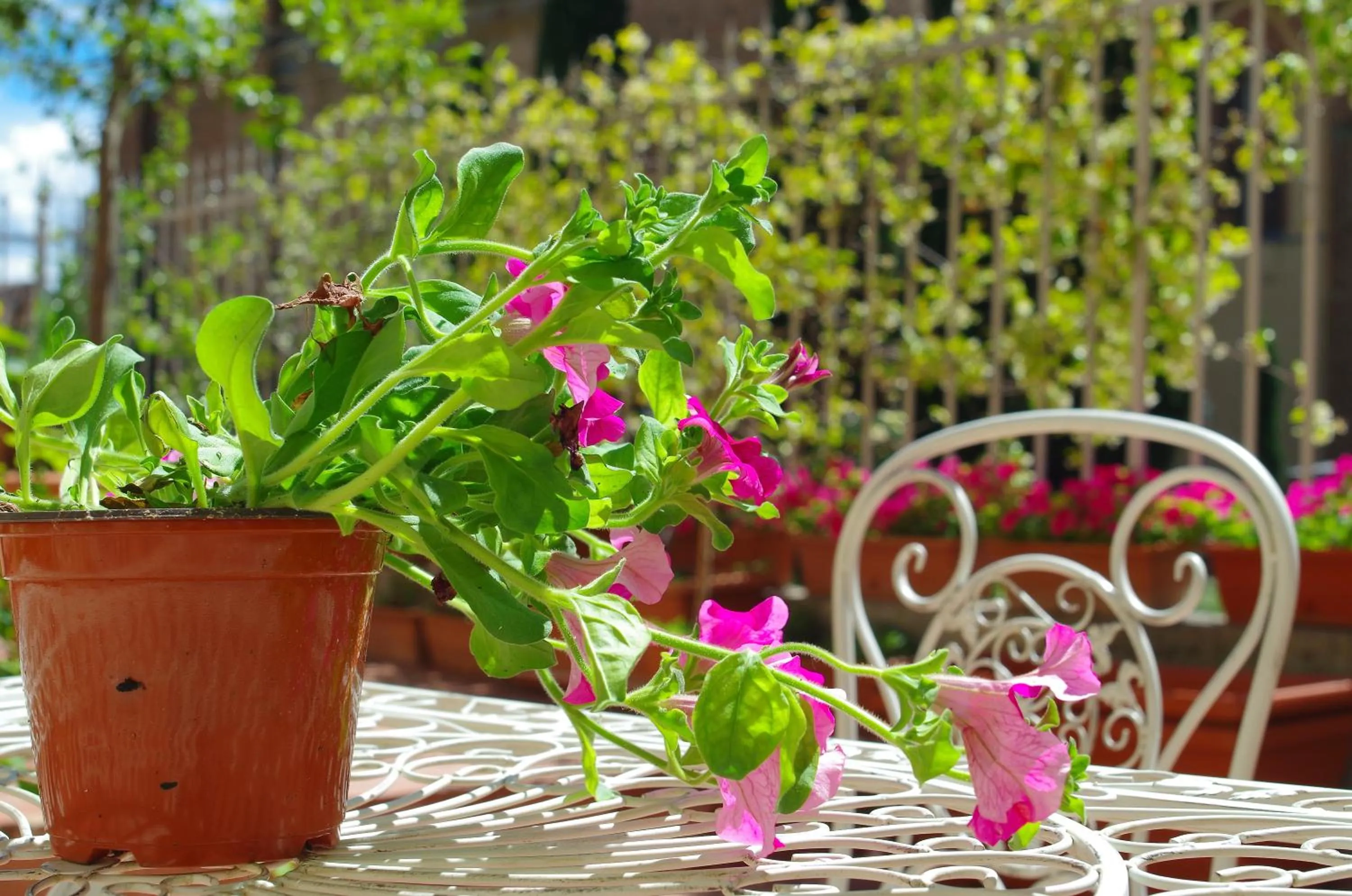 Garden in Casalbergo