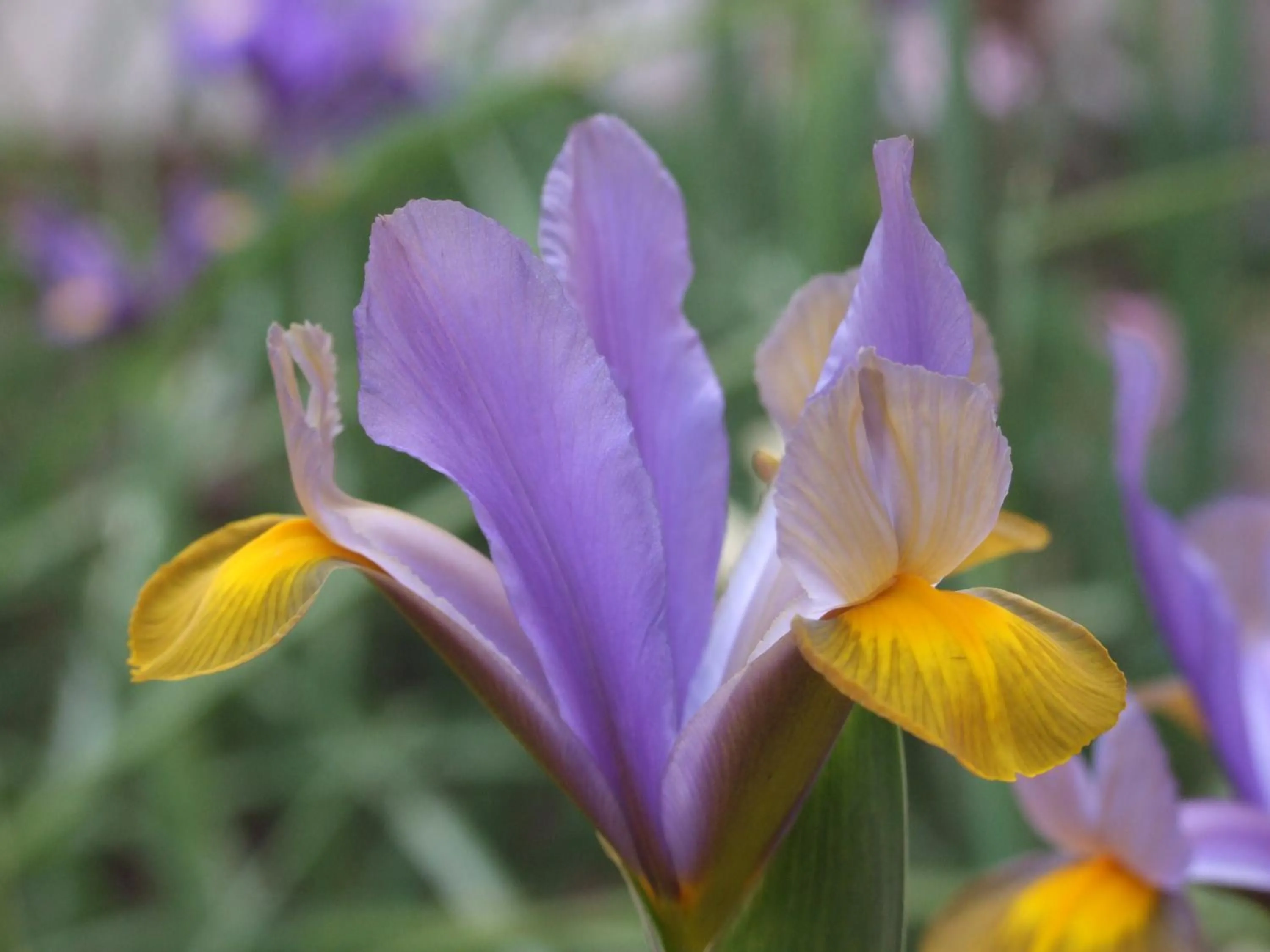 Il Giardino Degli Iris