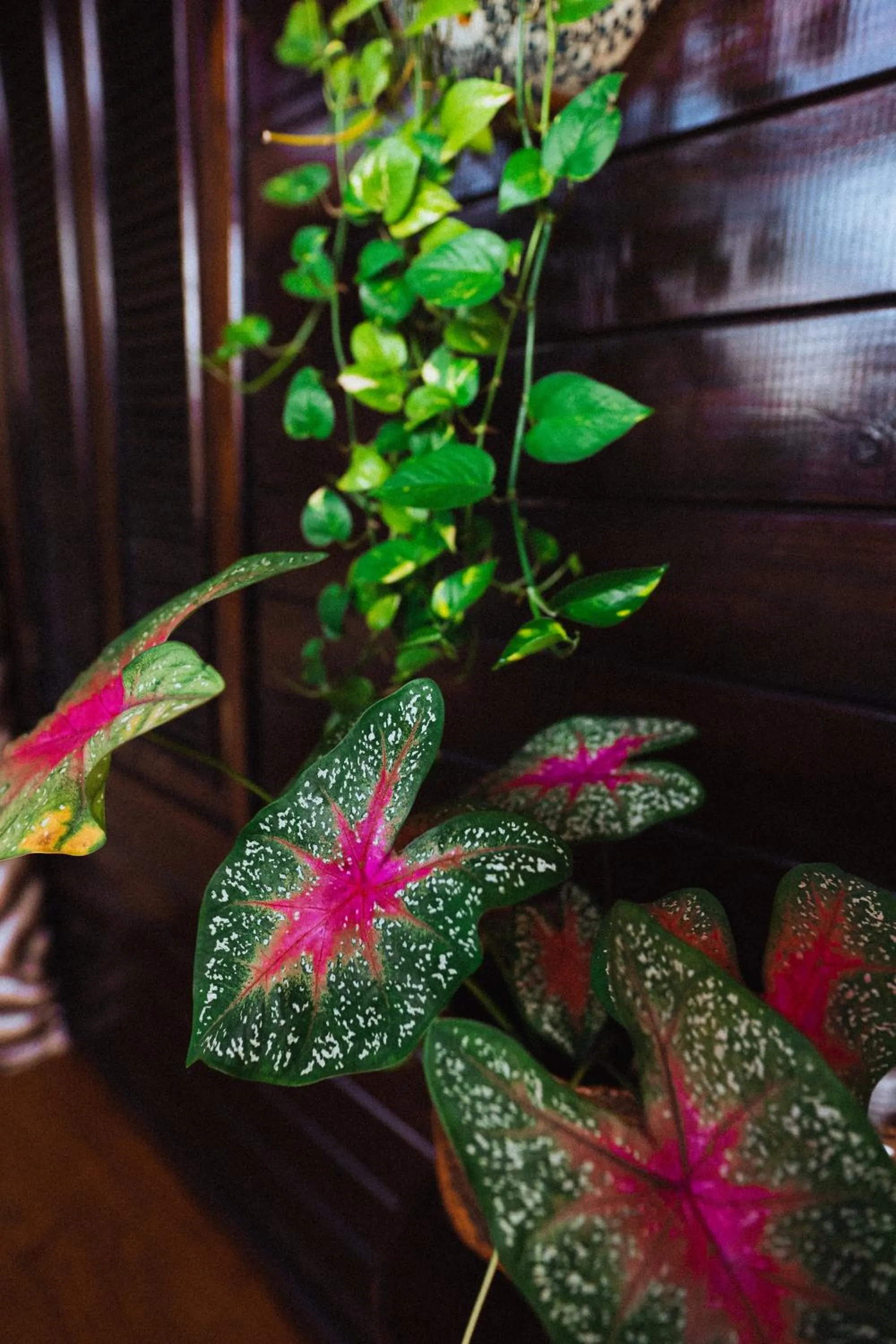 Decorative detail in Villa Tayrona