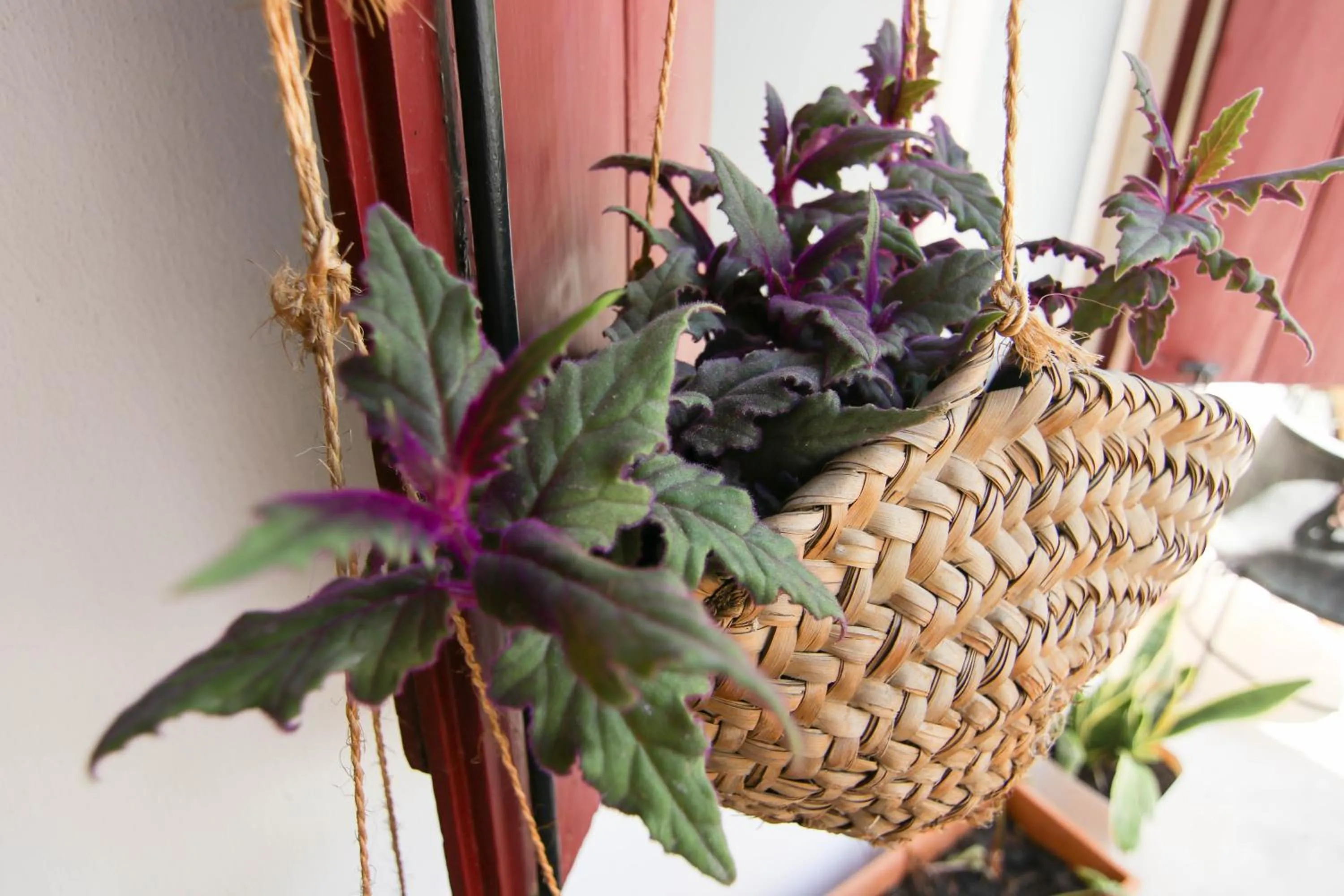 Garden in Gul Hanim House Boutique Hotel