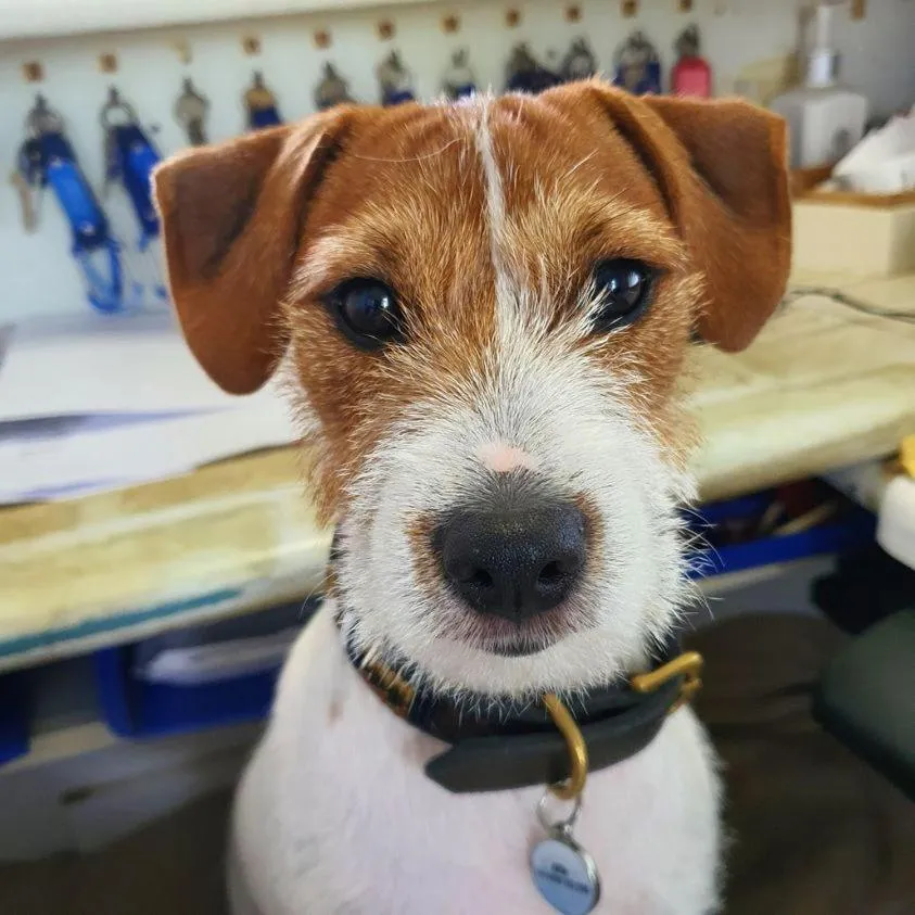 Pets in Clifton Sands Holiday Units