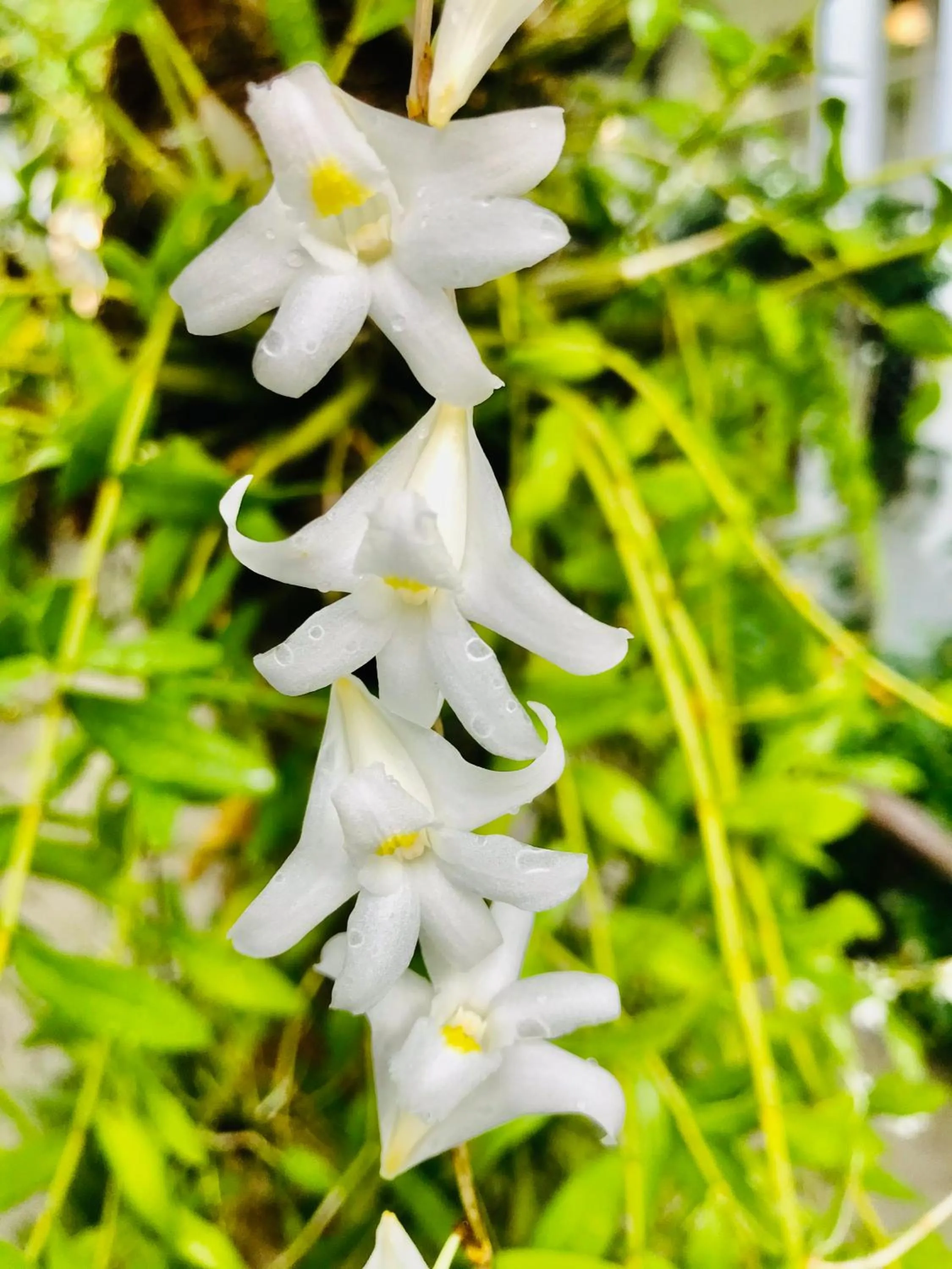 View (from property/room) in Sunlight Bungalow