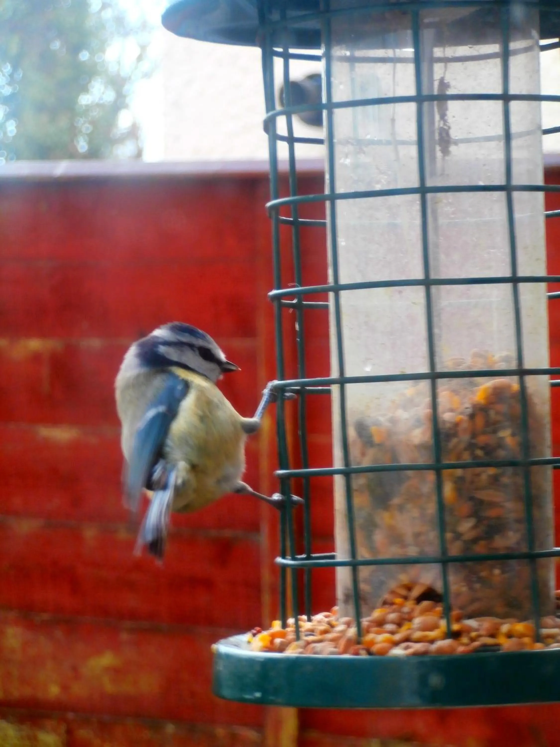 Animals in Cerdyn Villa