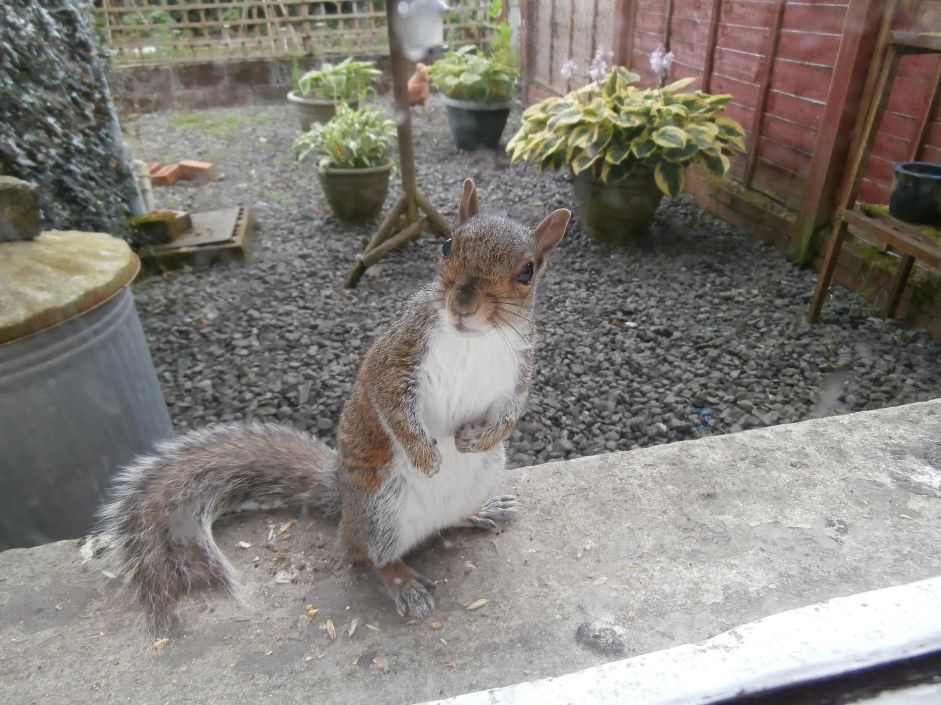 Animals in Cerdyn Villa