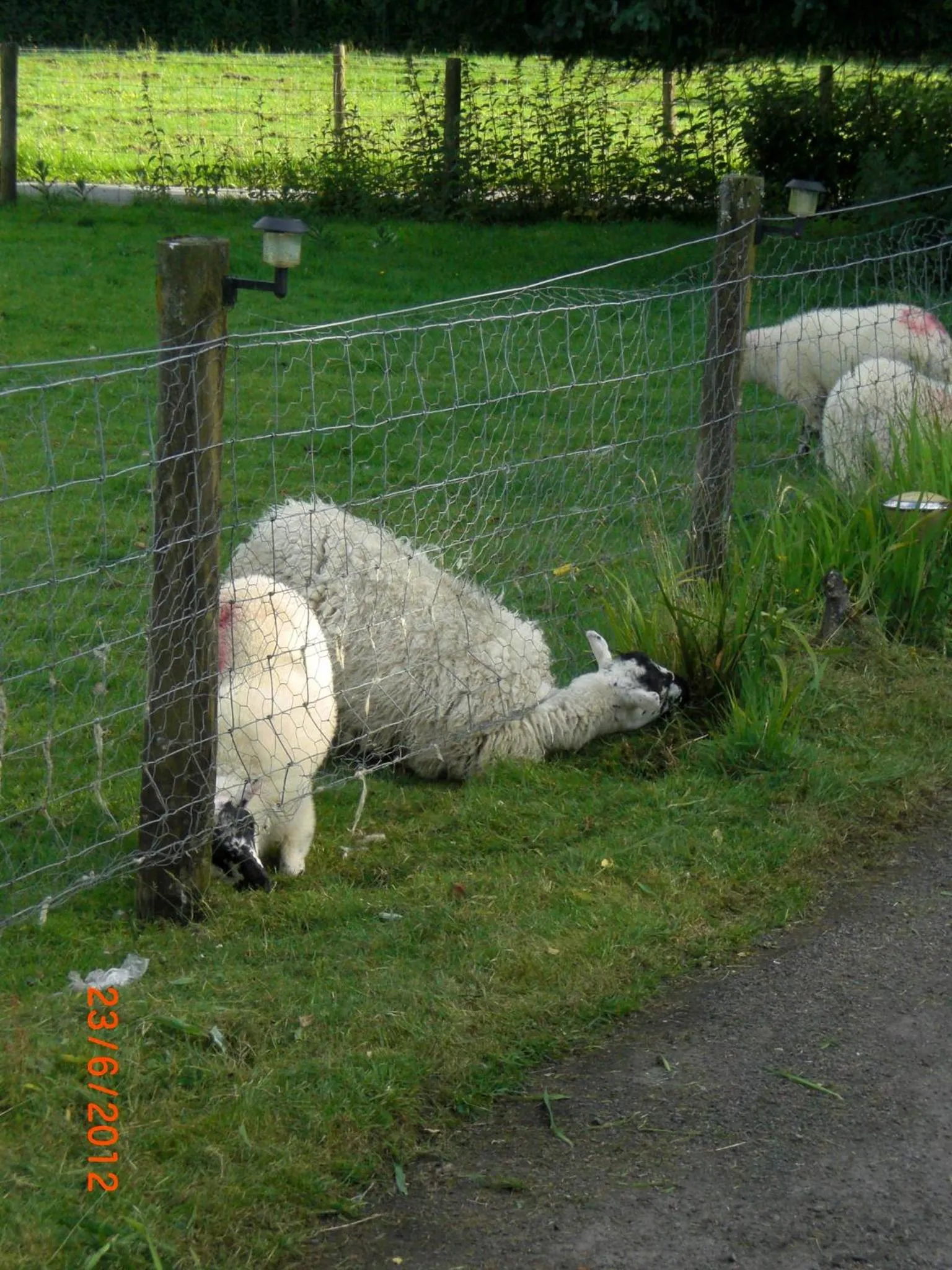 Animals in Cerdyn Villa