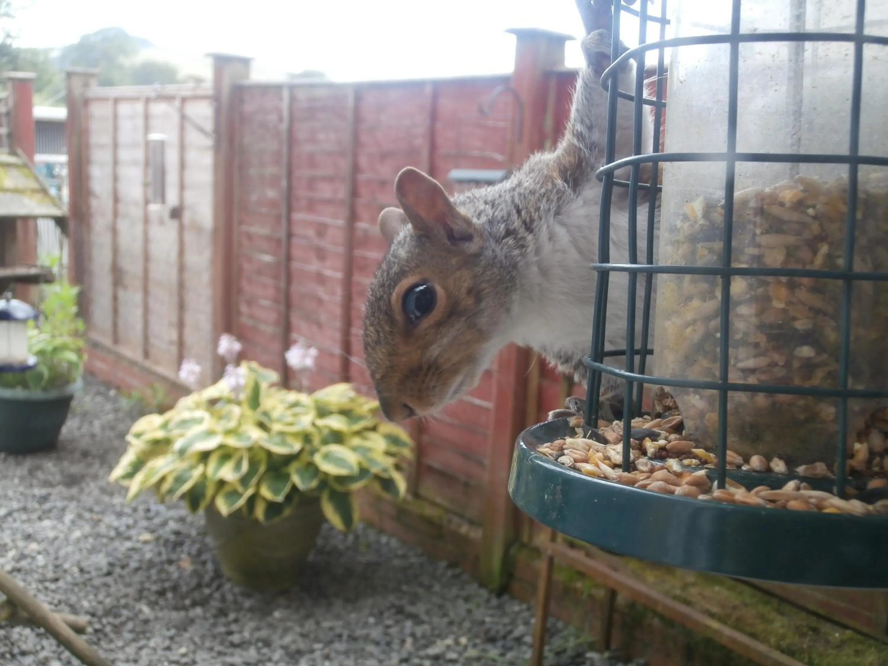 Animals in Cerdyn Villa