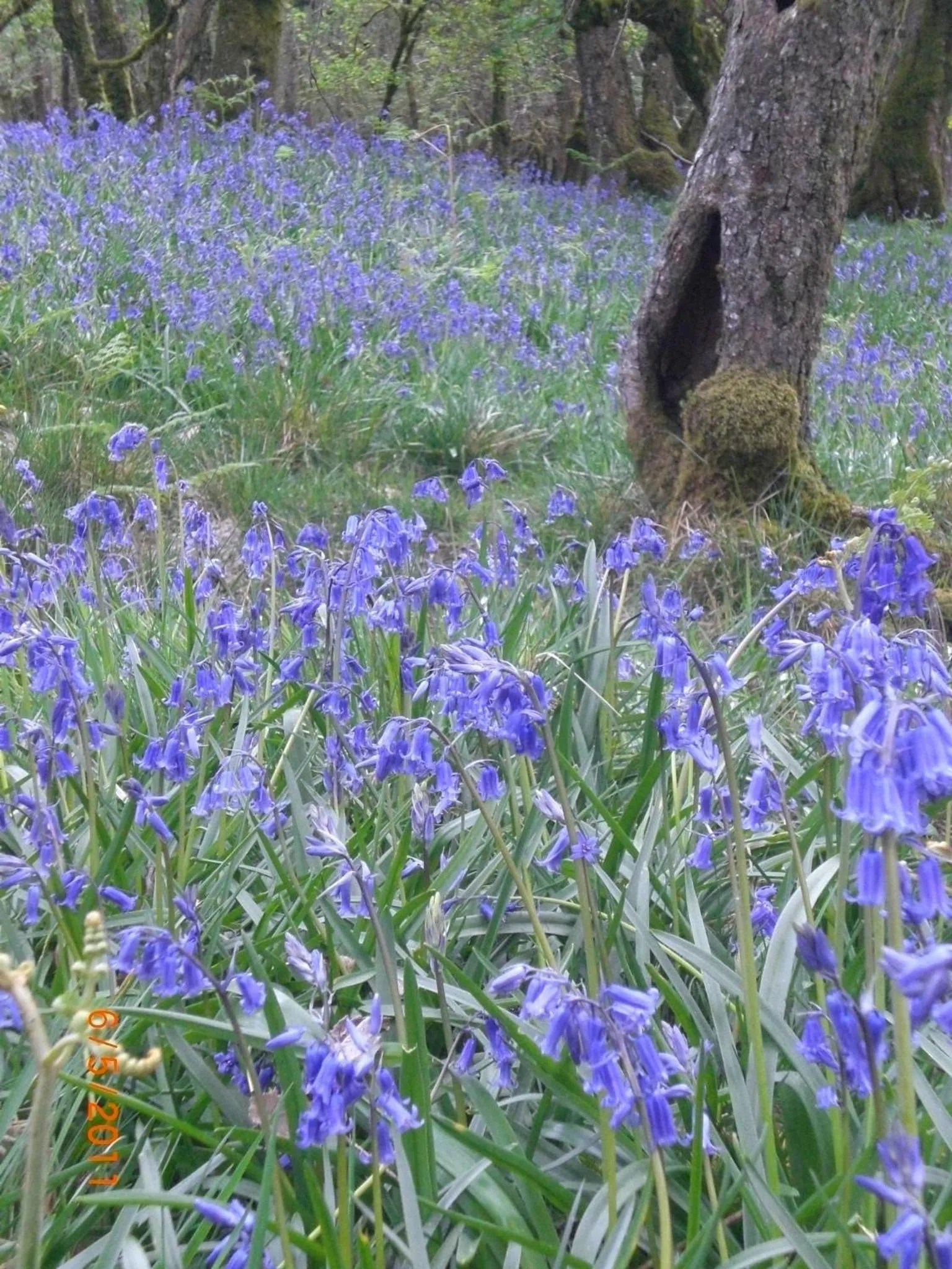 Natural landscape in Cerdyn Villa